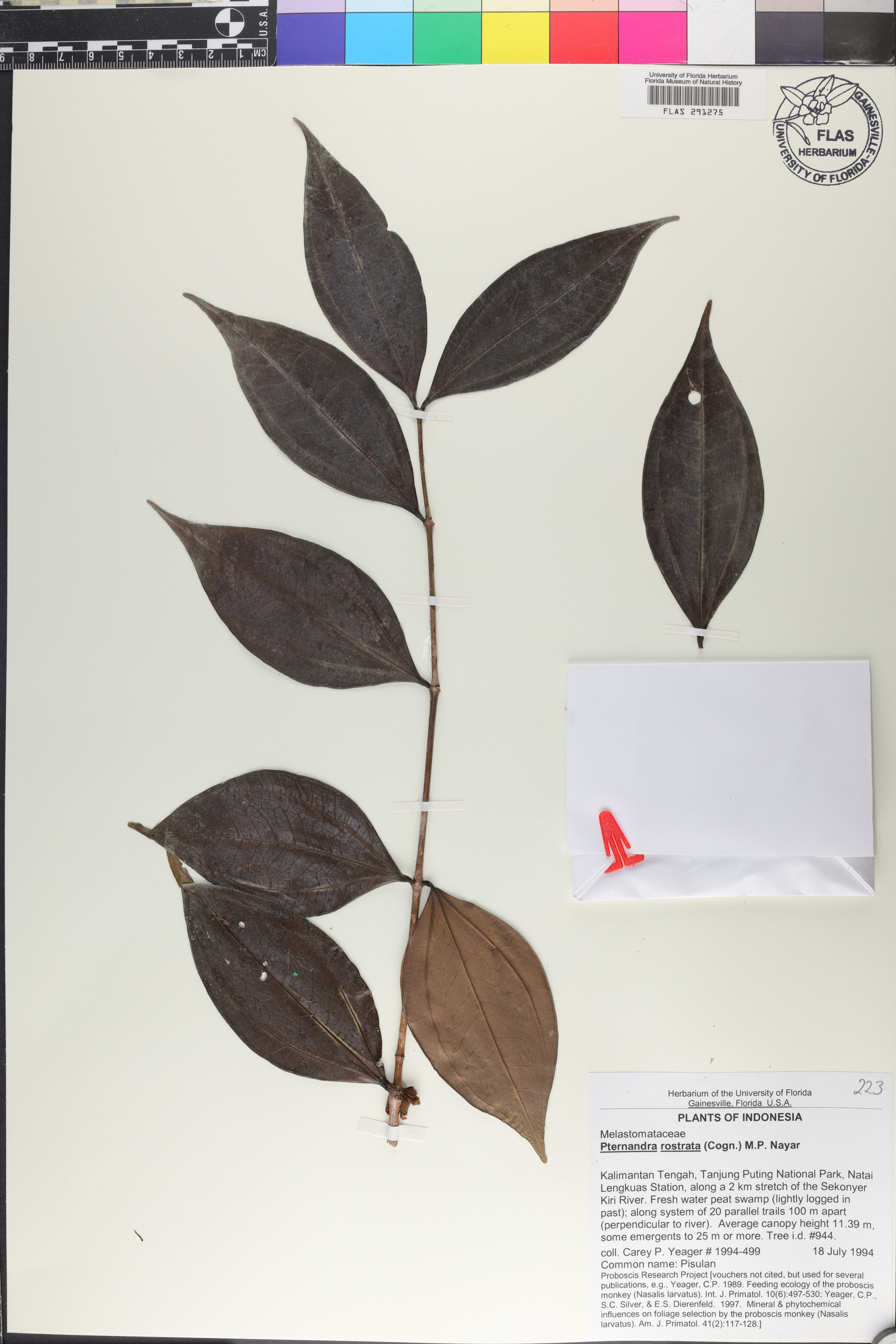 Pternandra rostrata image