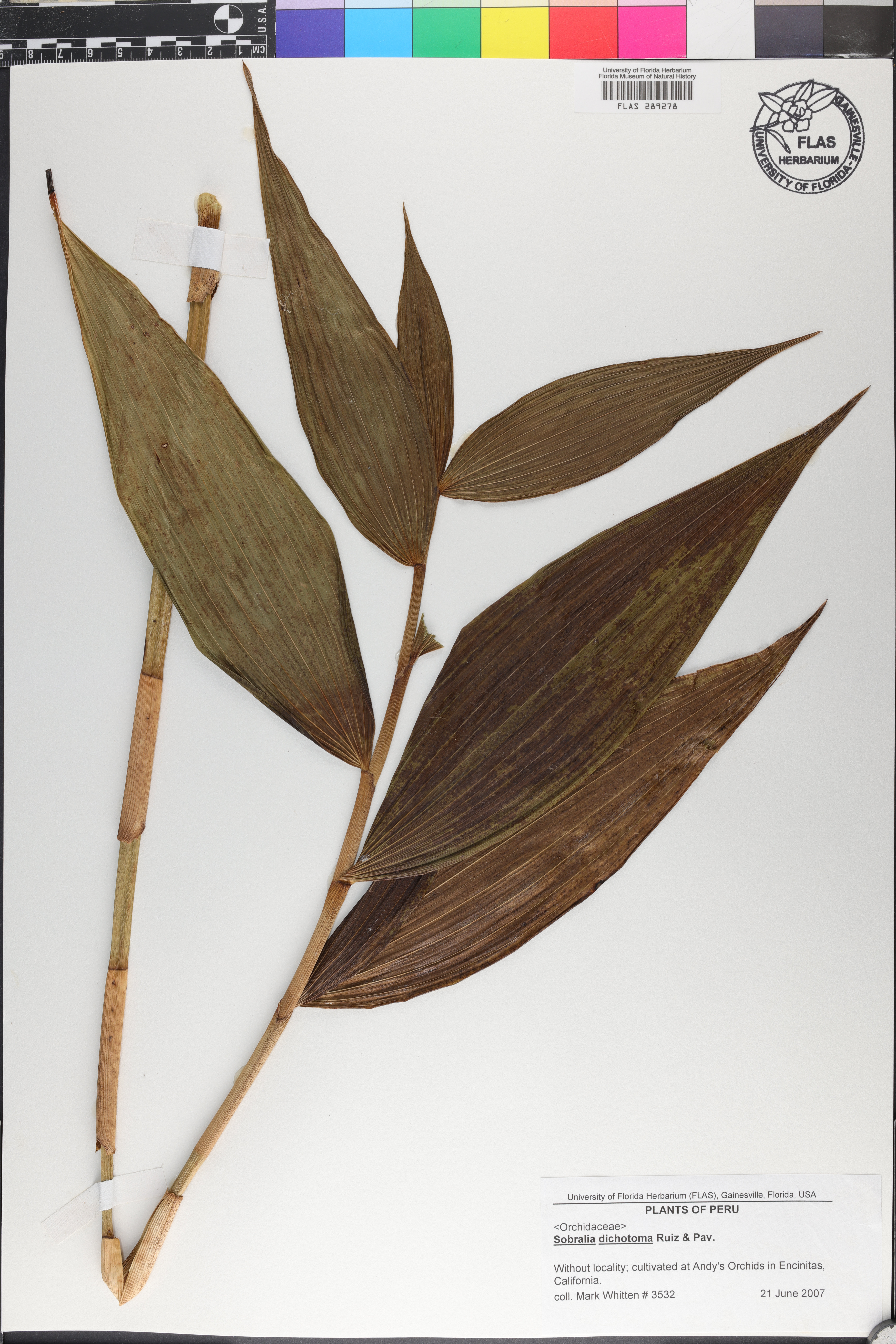 Sobralia dichotoma image