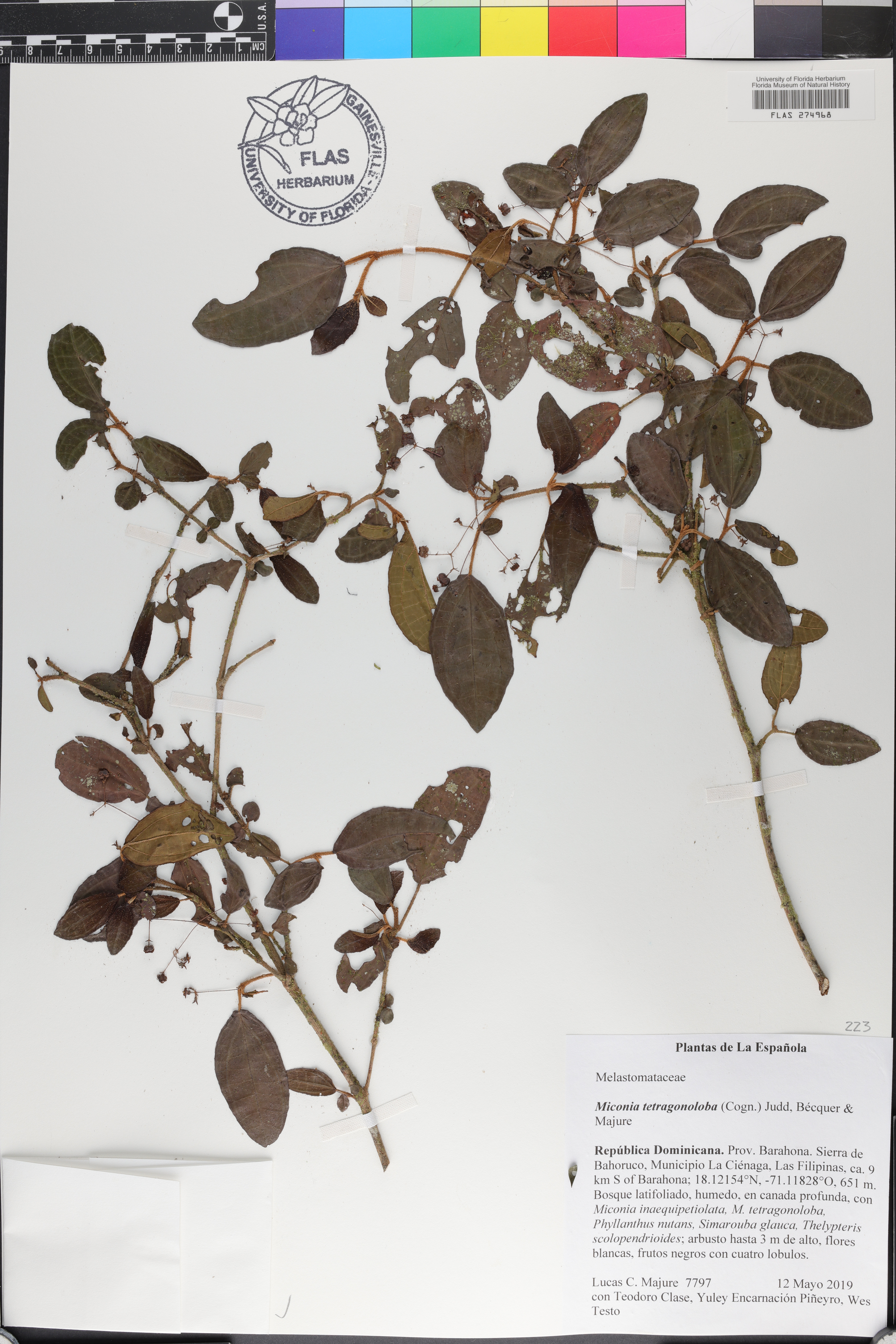 Miconia tetragonoloba image