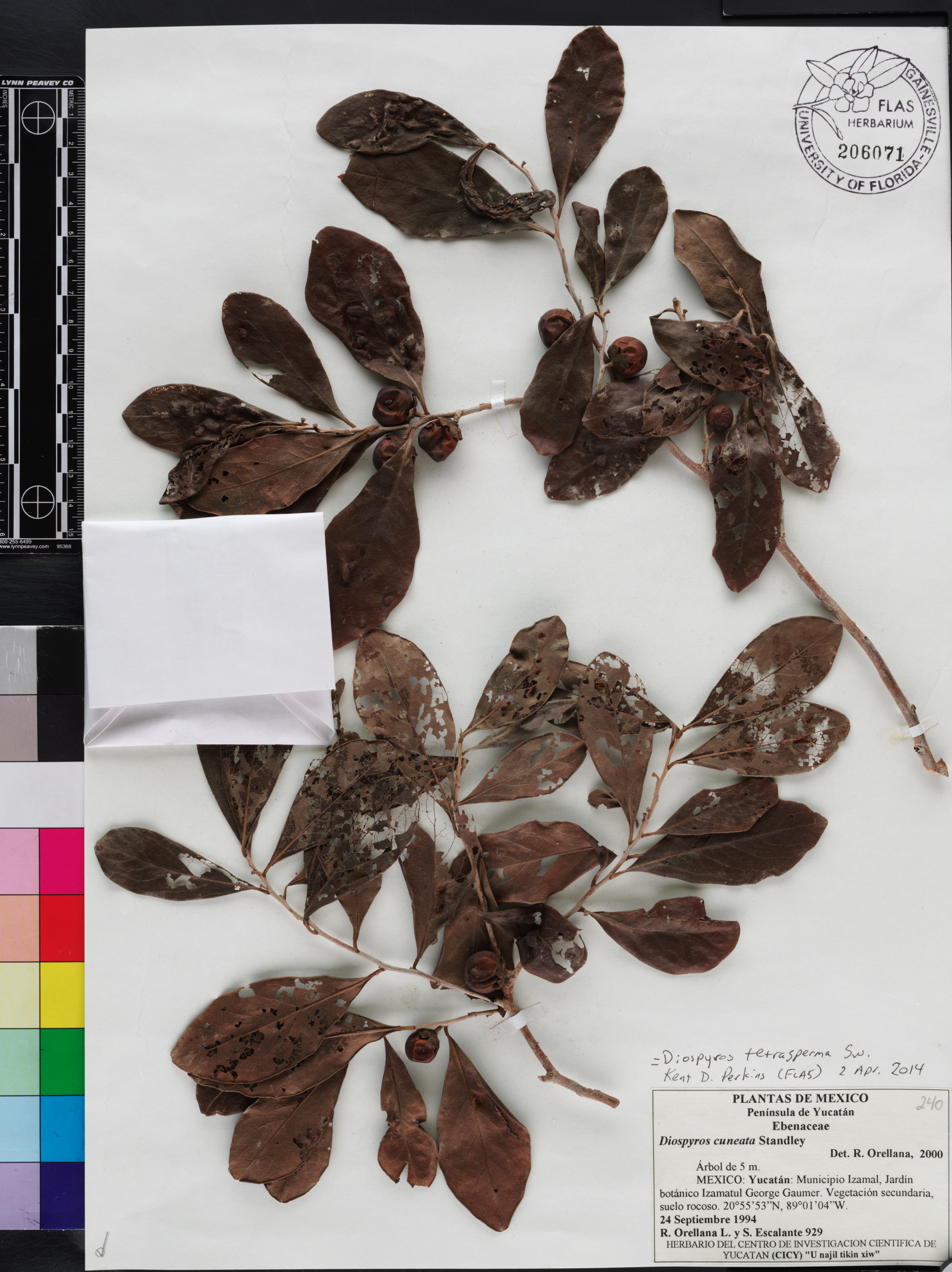 Diospyros tetrasperma image
