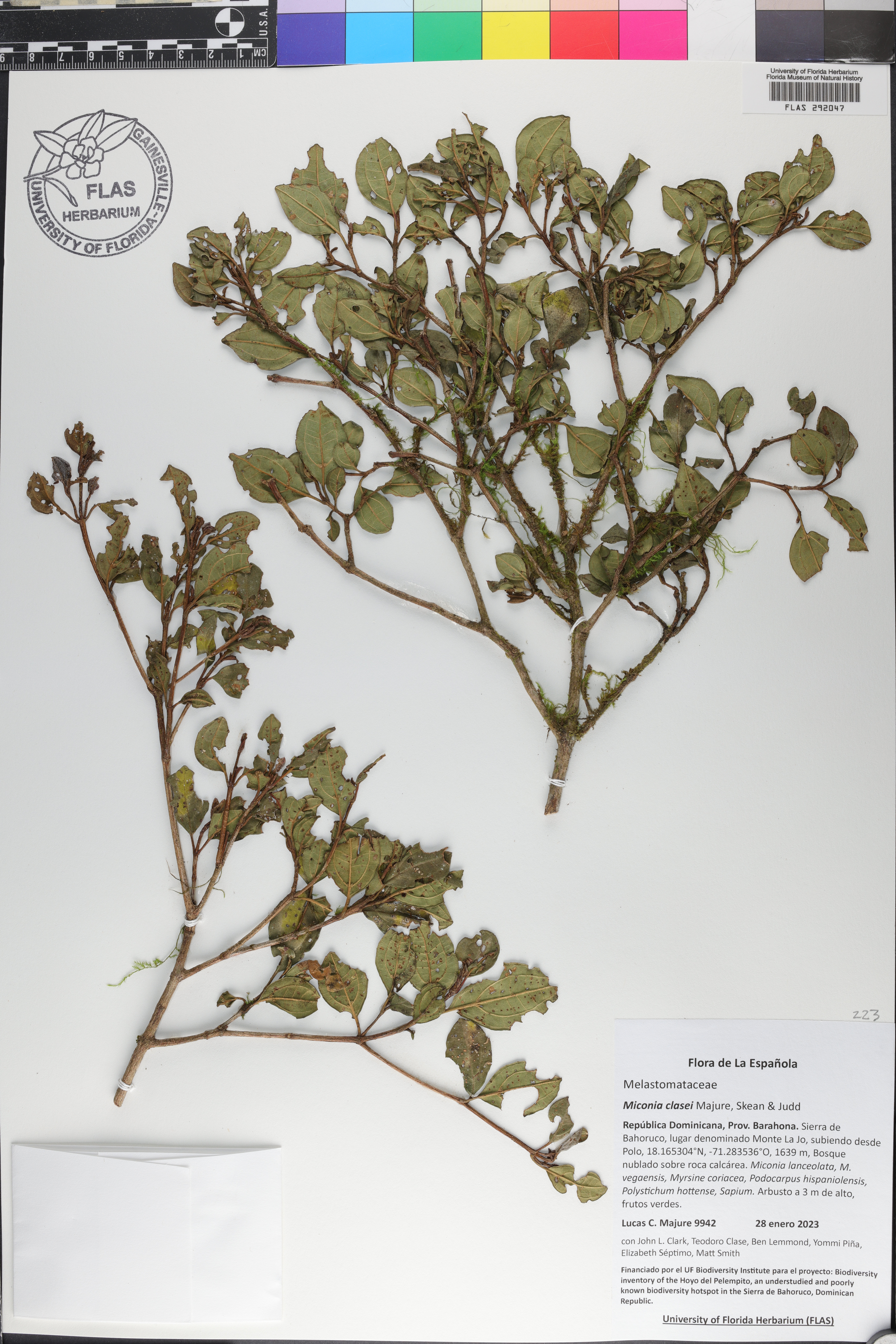 Miconia clasei image