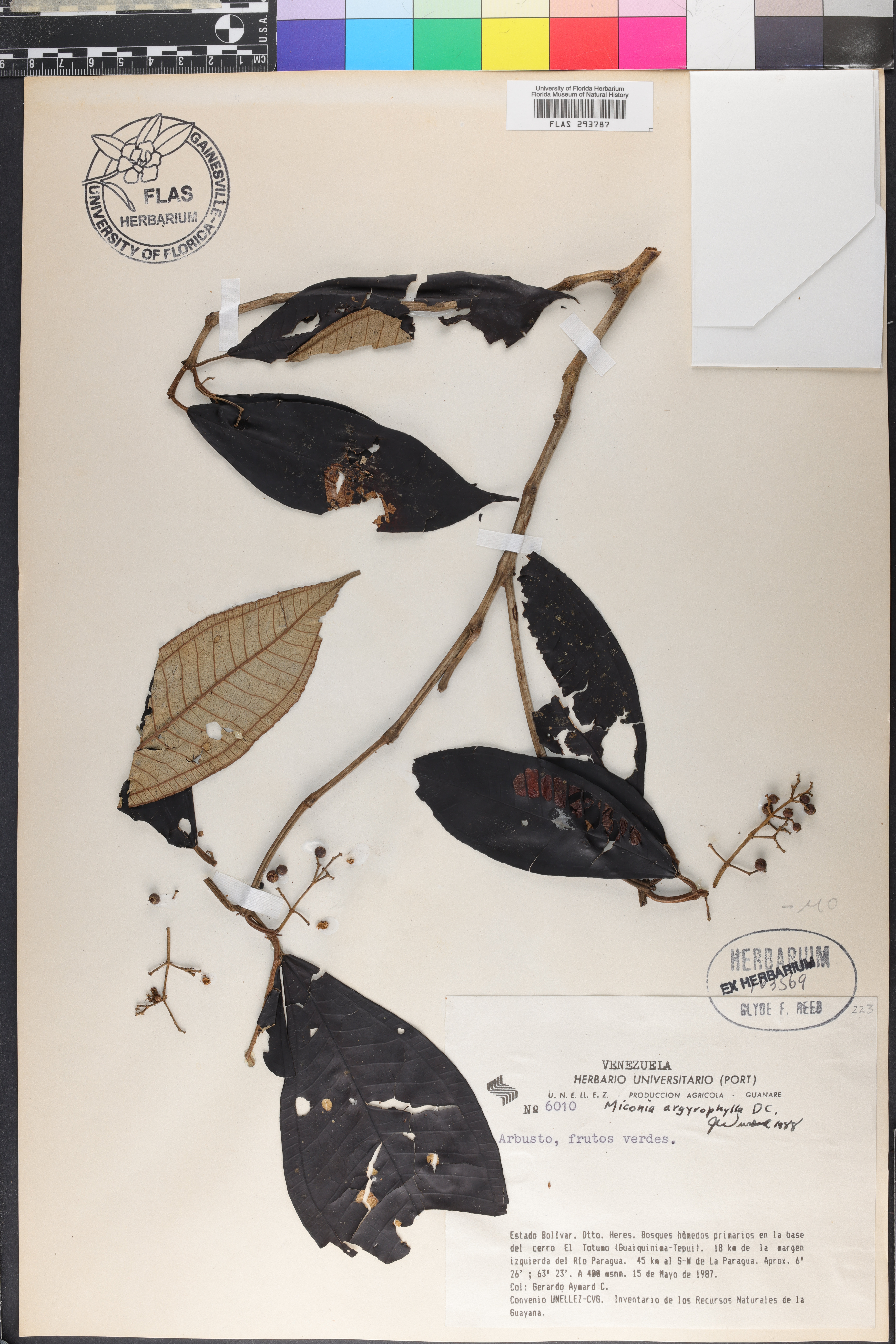Miconia argyrophylla image