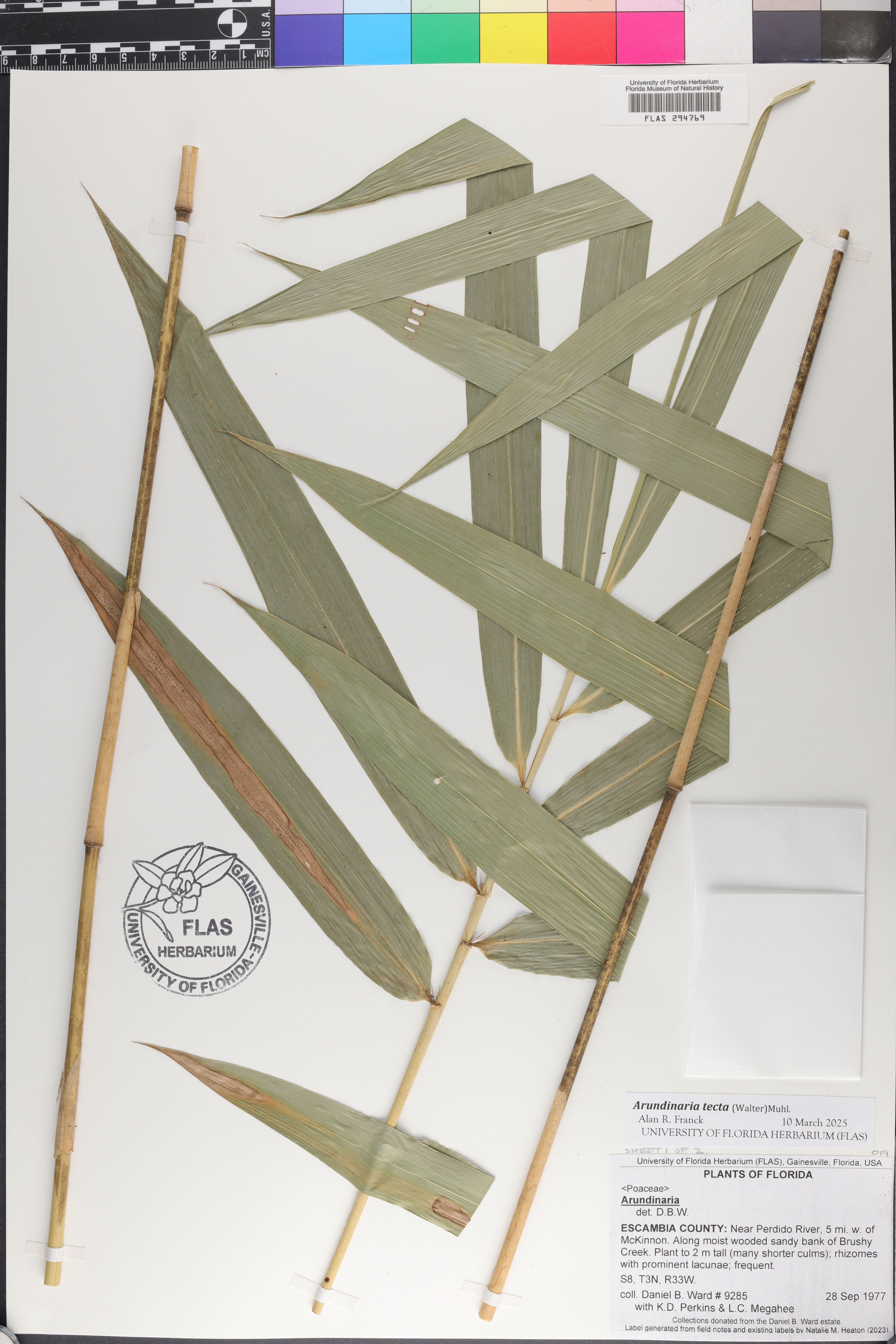 Arundinaria tecta image