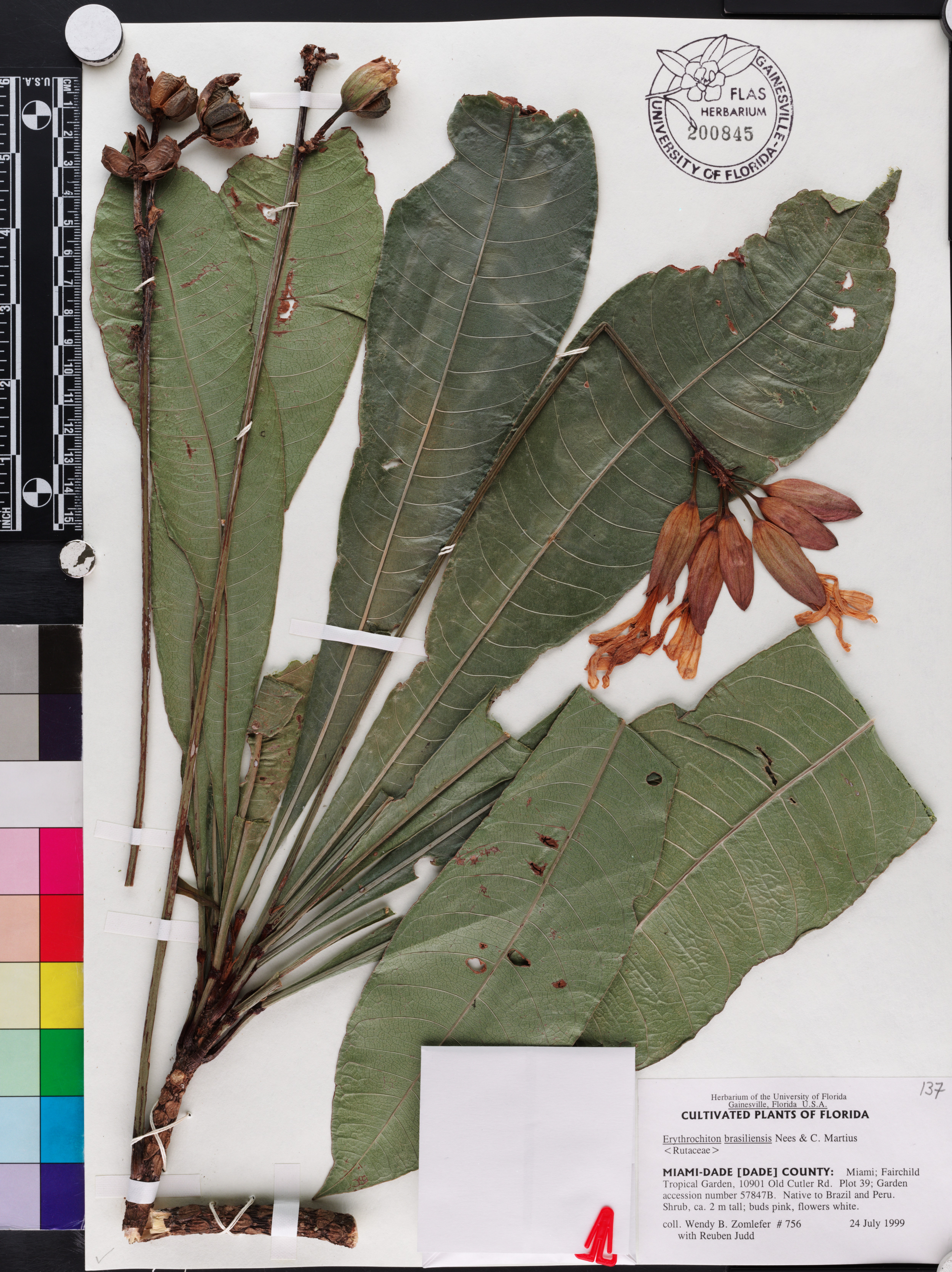 Erythrochiton brasiliensis image