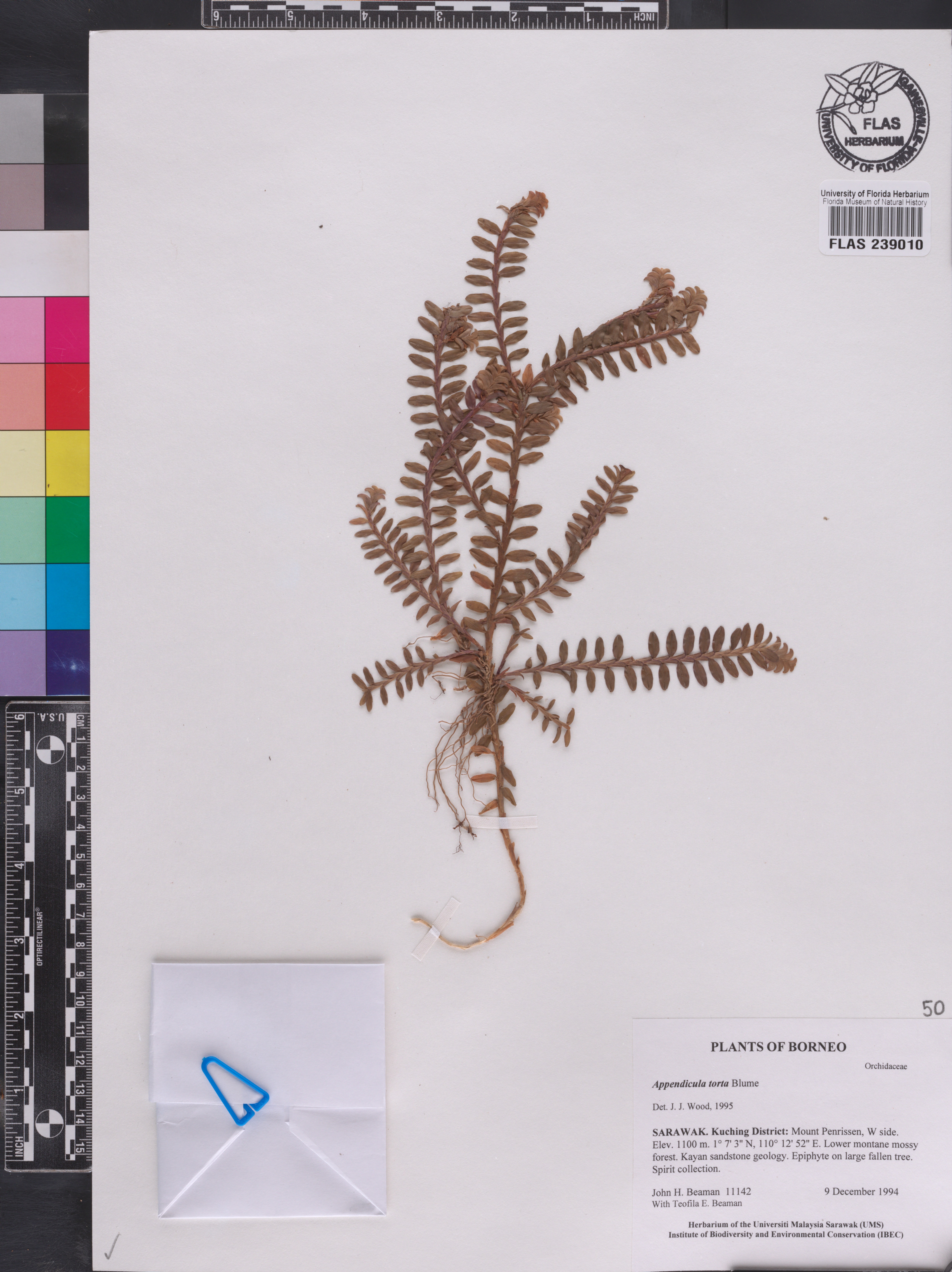 Appendicula torta image