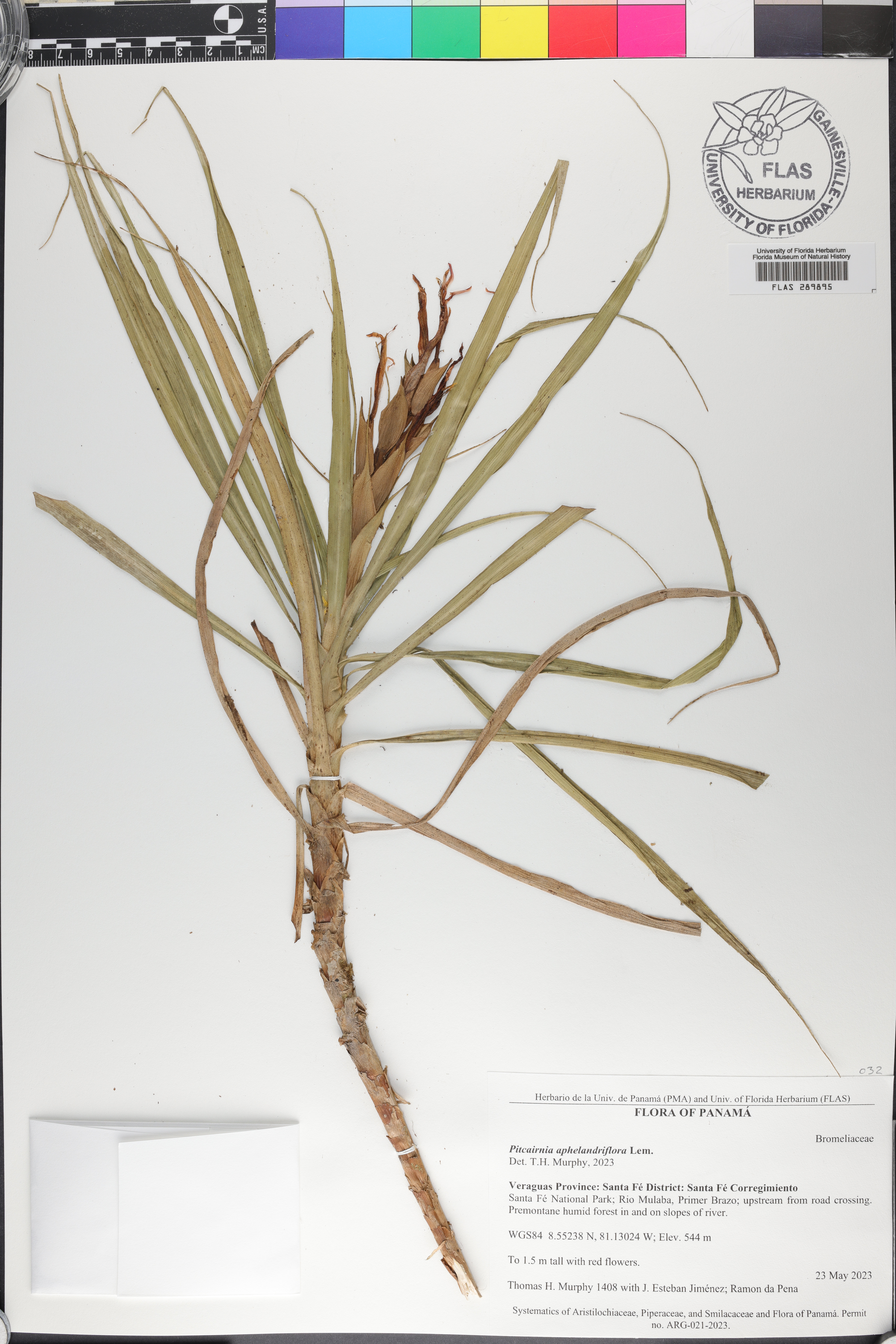 Pitcairnia aphelandriflora image