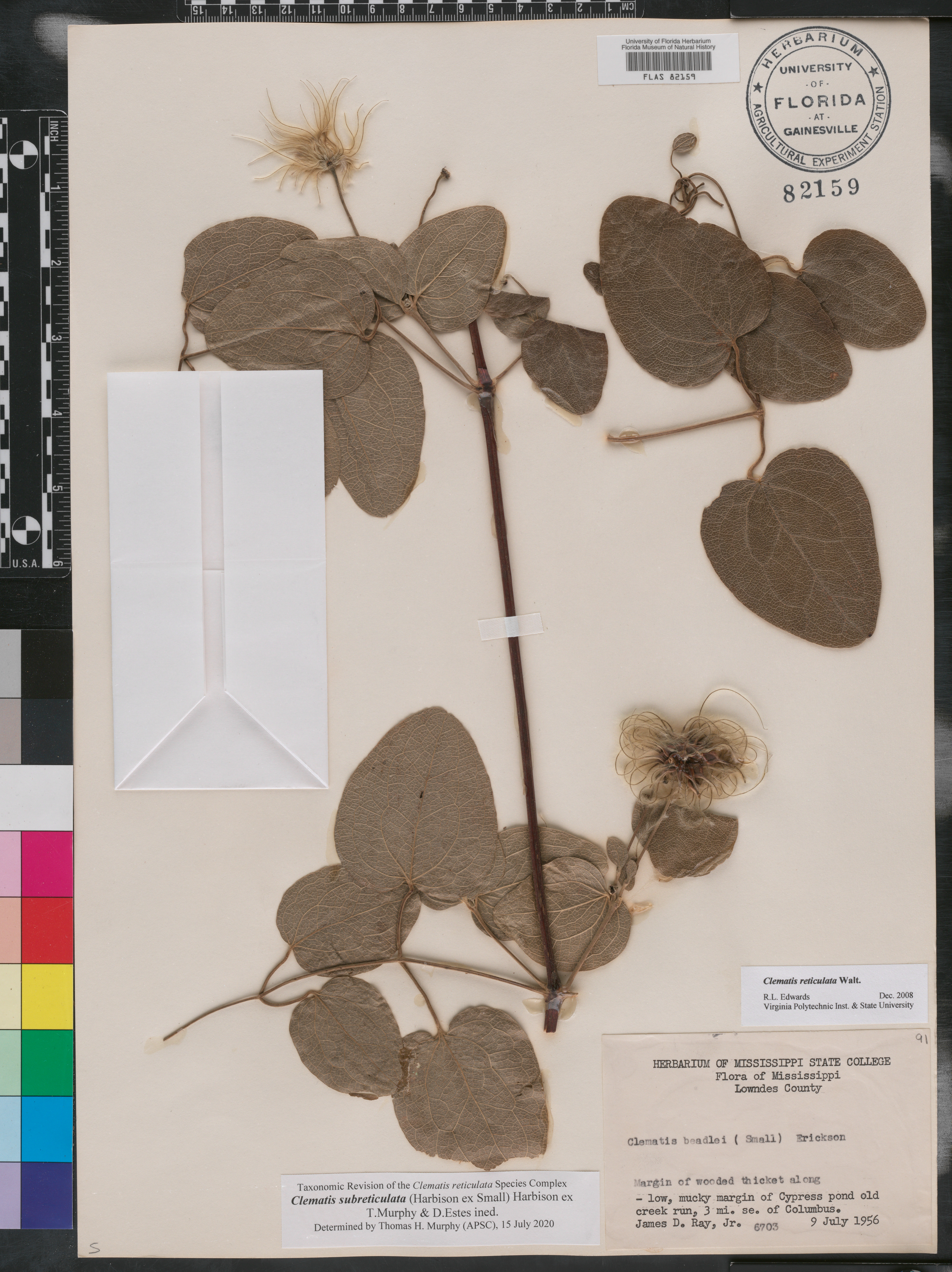 Clematis subreticulata image