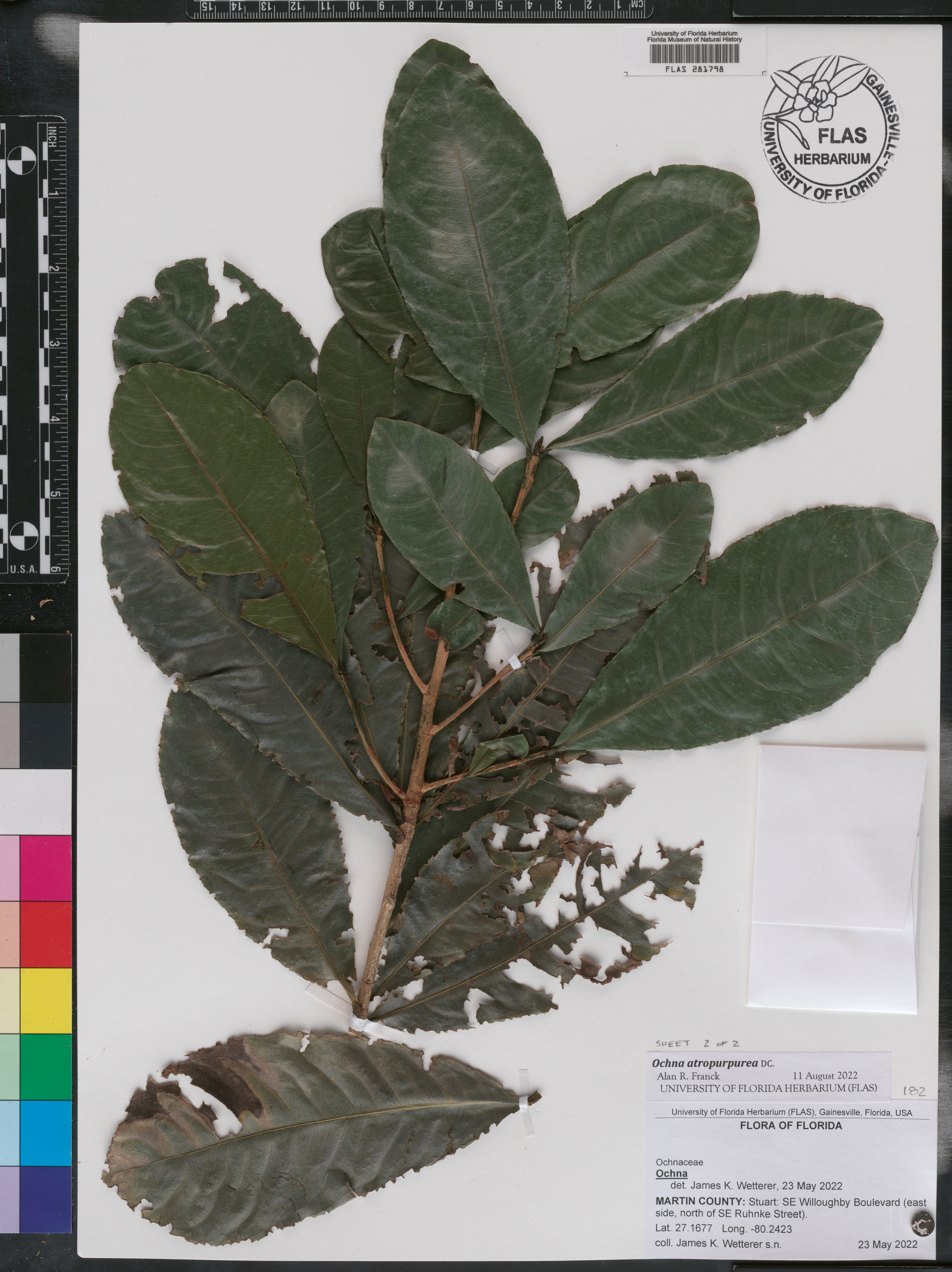 Ochna atropurpurea image