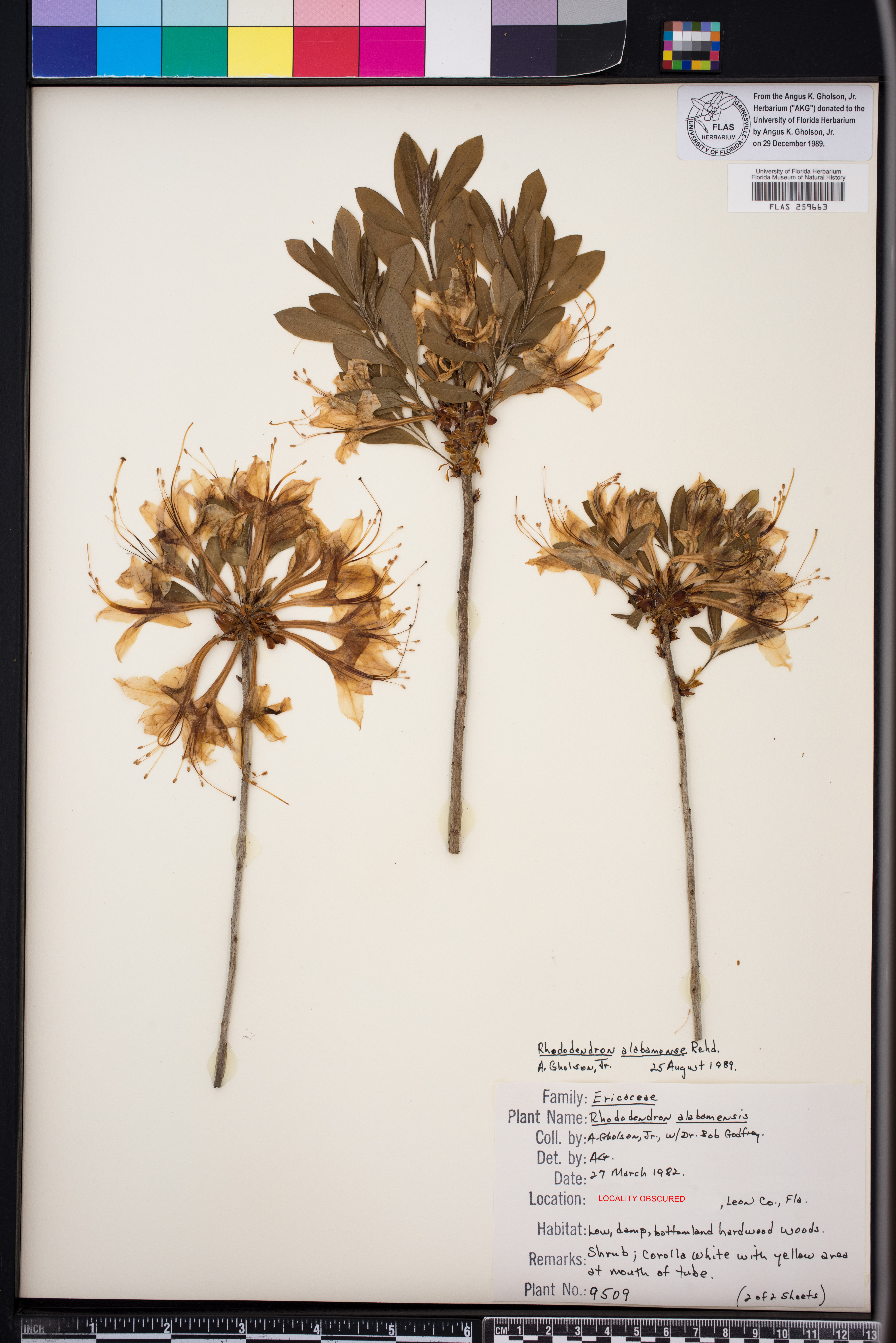 Rhododendron alabamense image