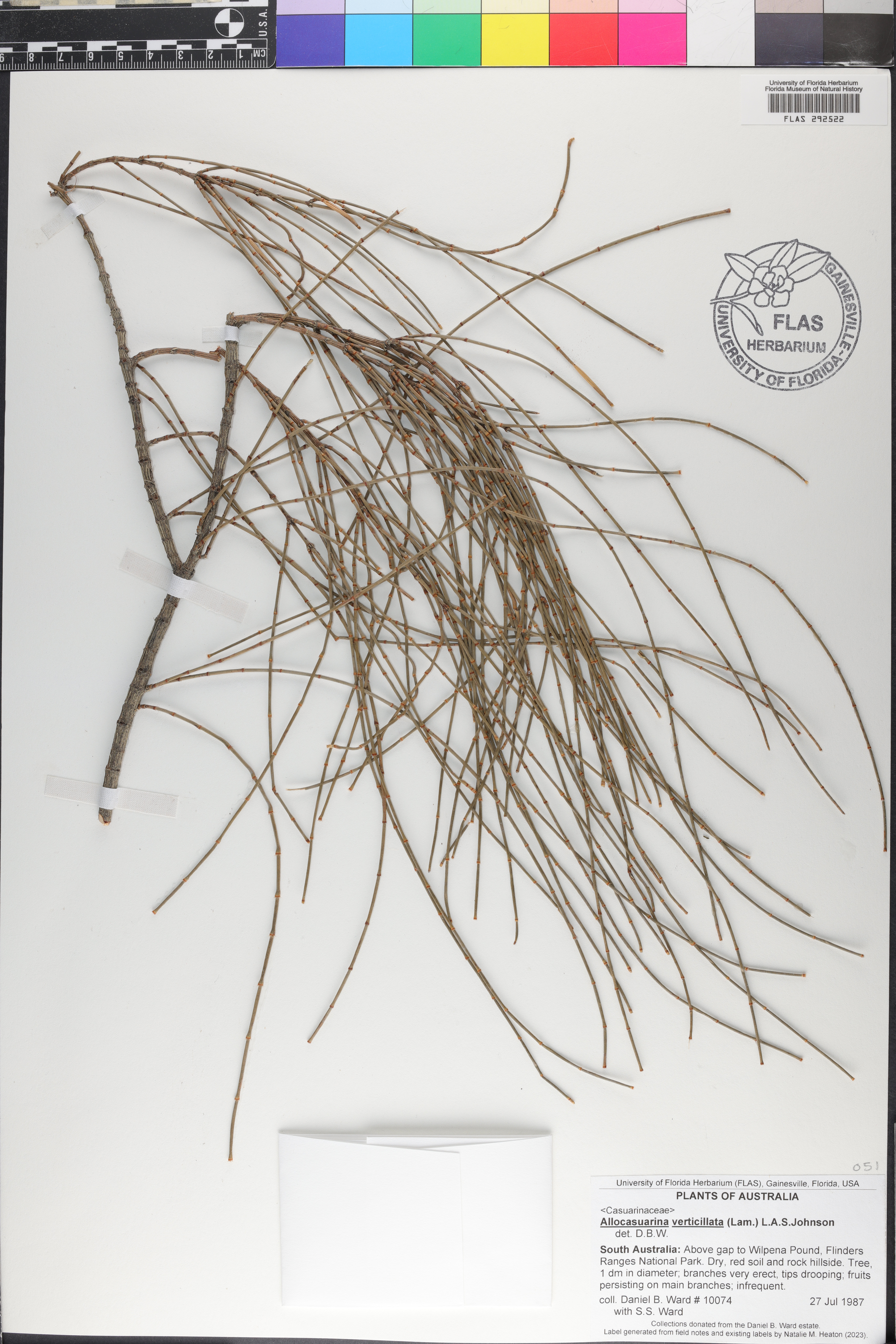 Allocasuarina verticillata image
