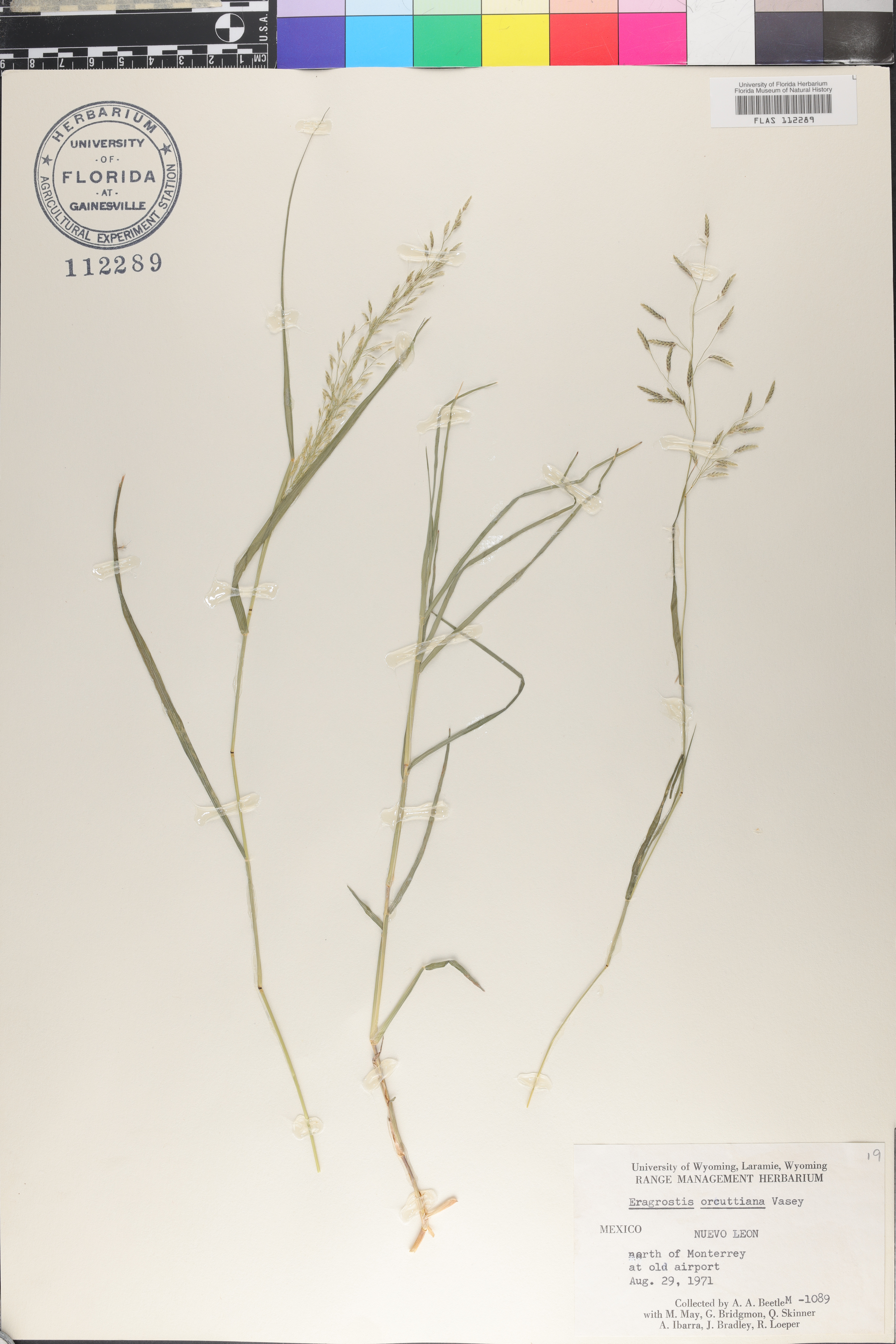Eragrostis mexicana subsp. virescens image