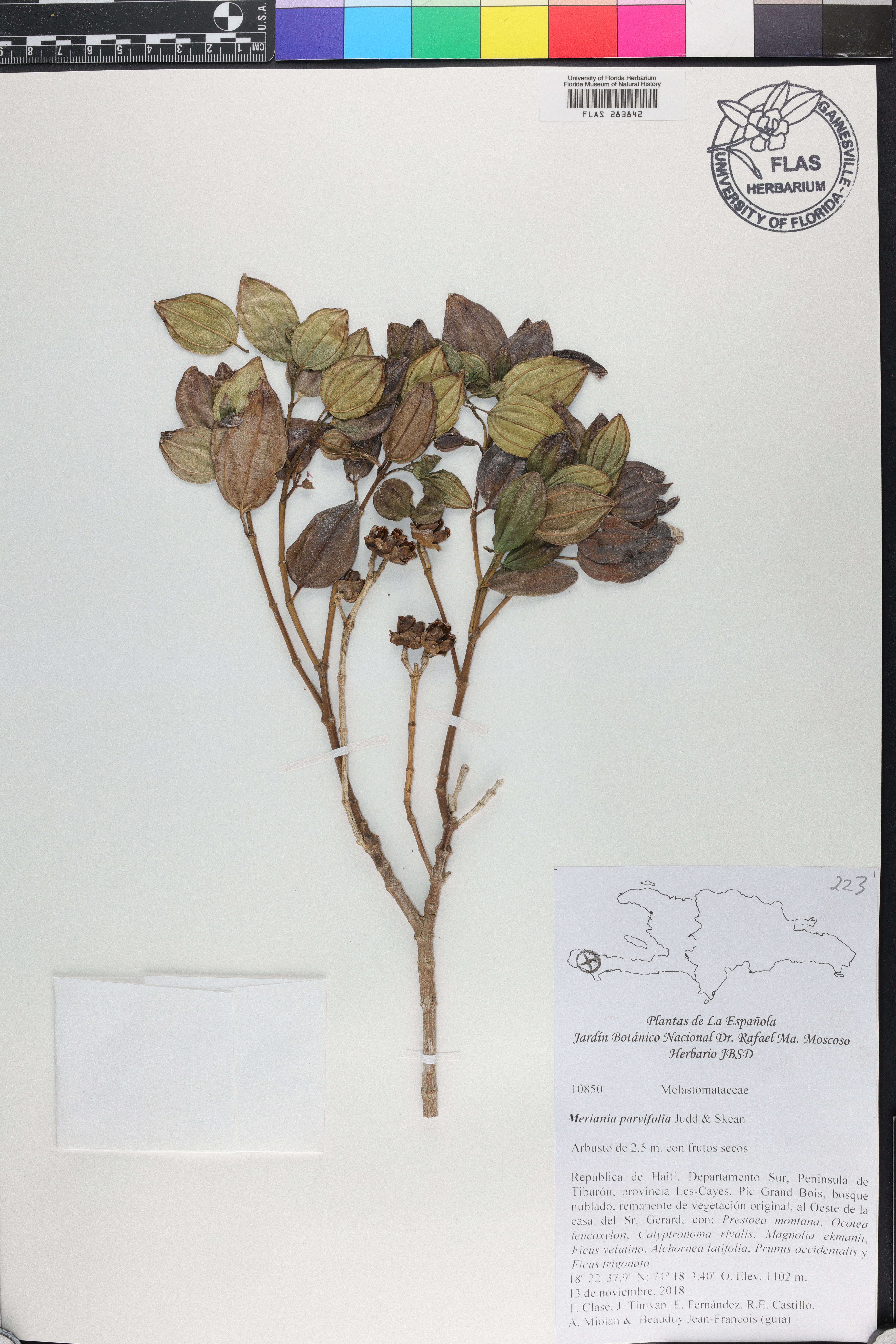 Meriania parvifolia image