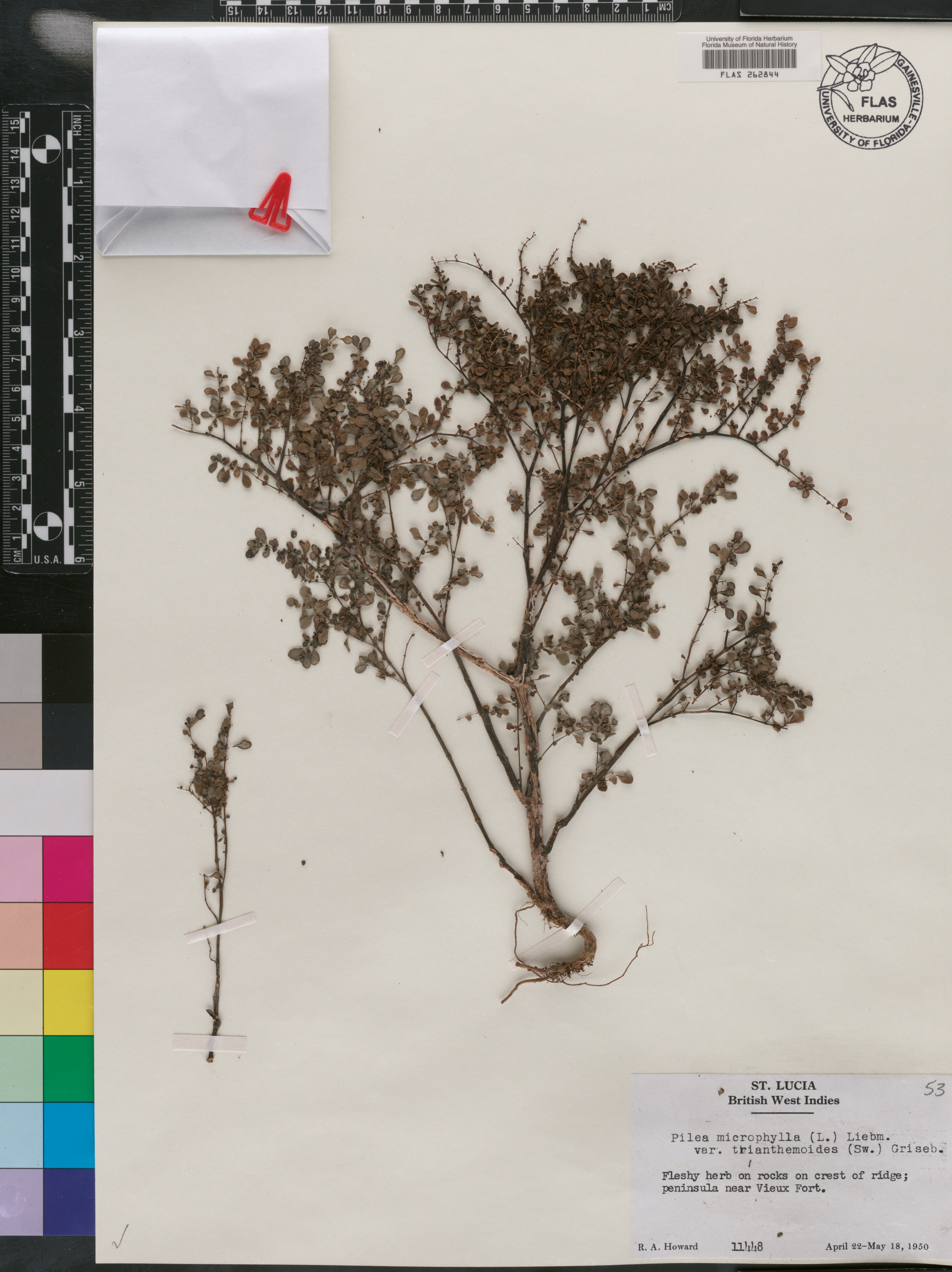 Pilea microphylla var. trianthemoides image