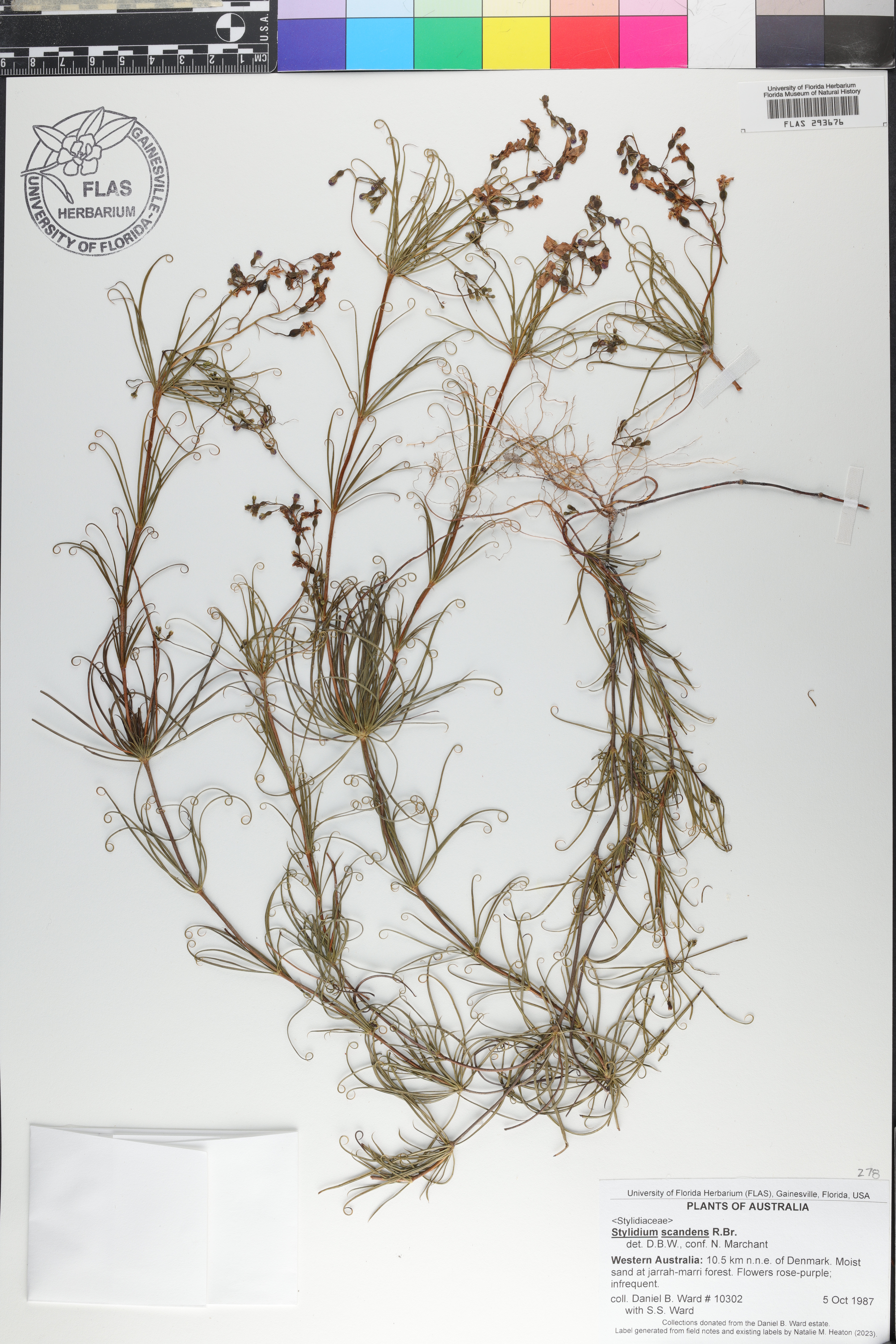 Stylidium scandens image