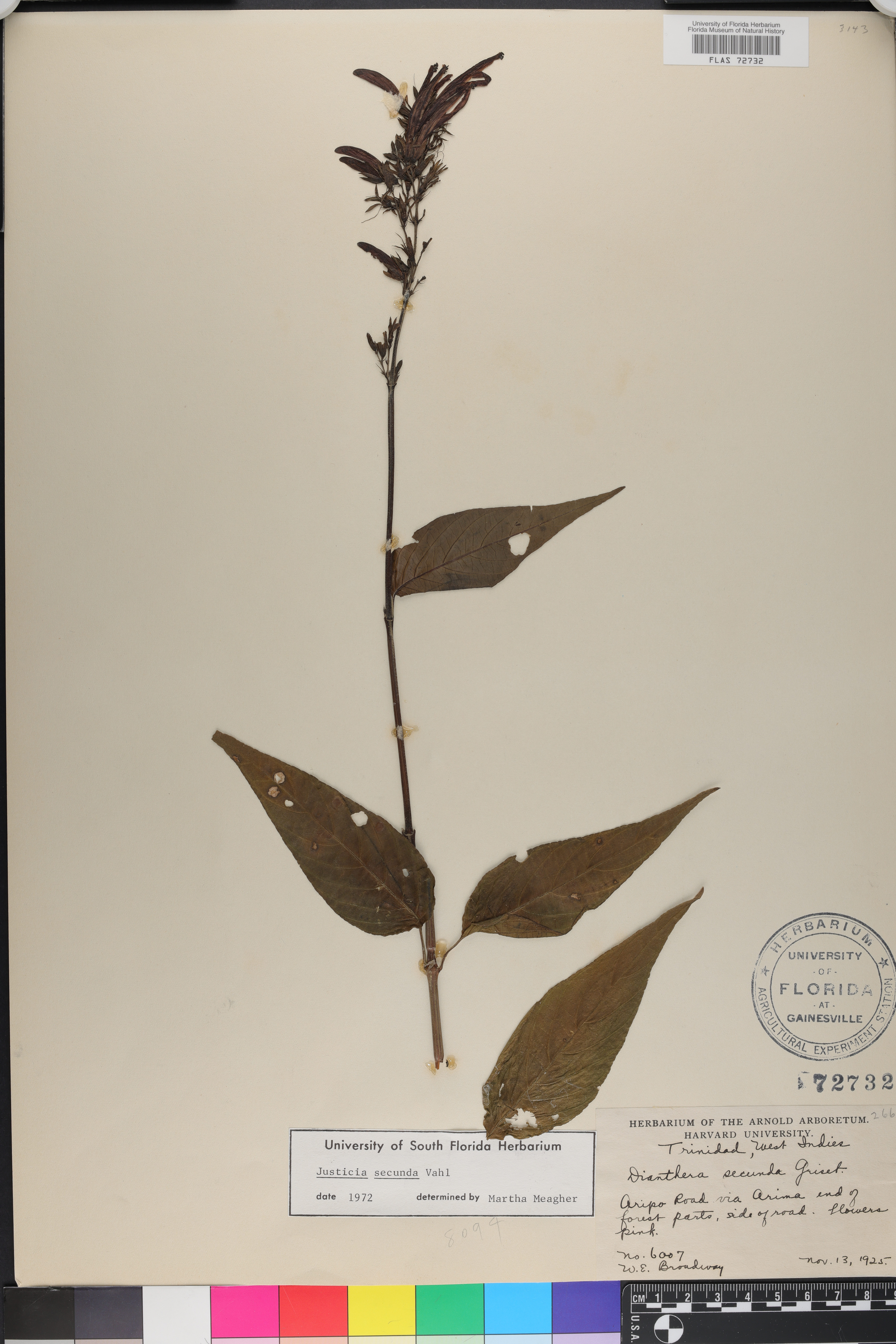 Justicia secunda image