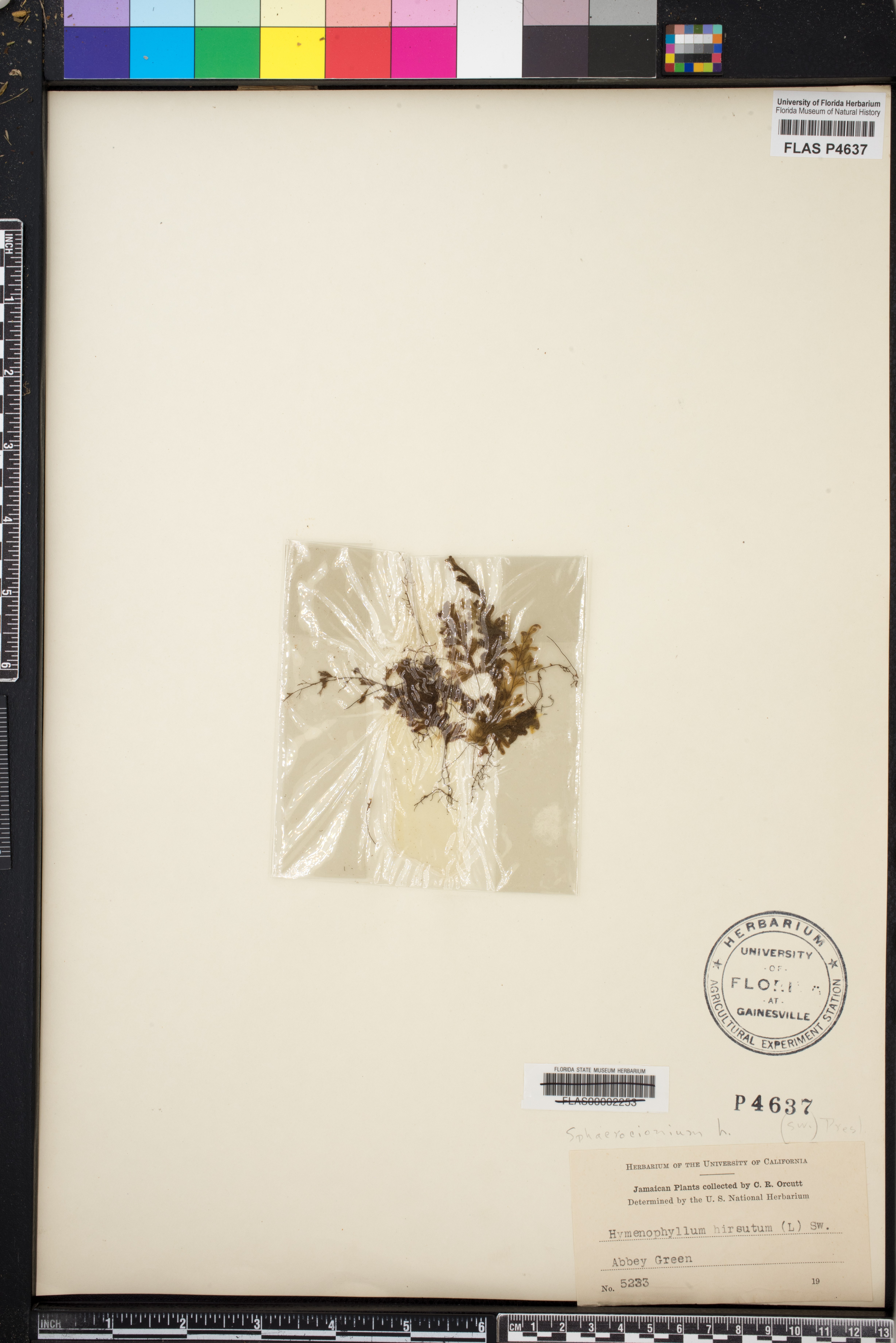 Hymenophyllum hirsutum image