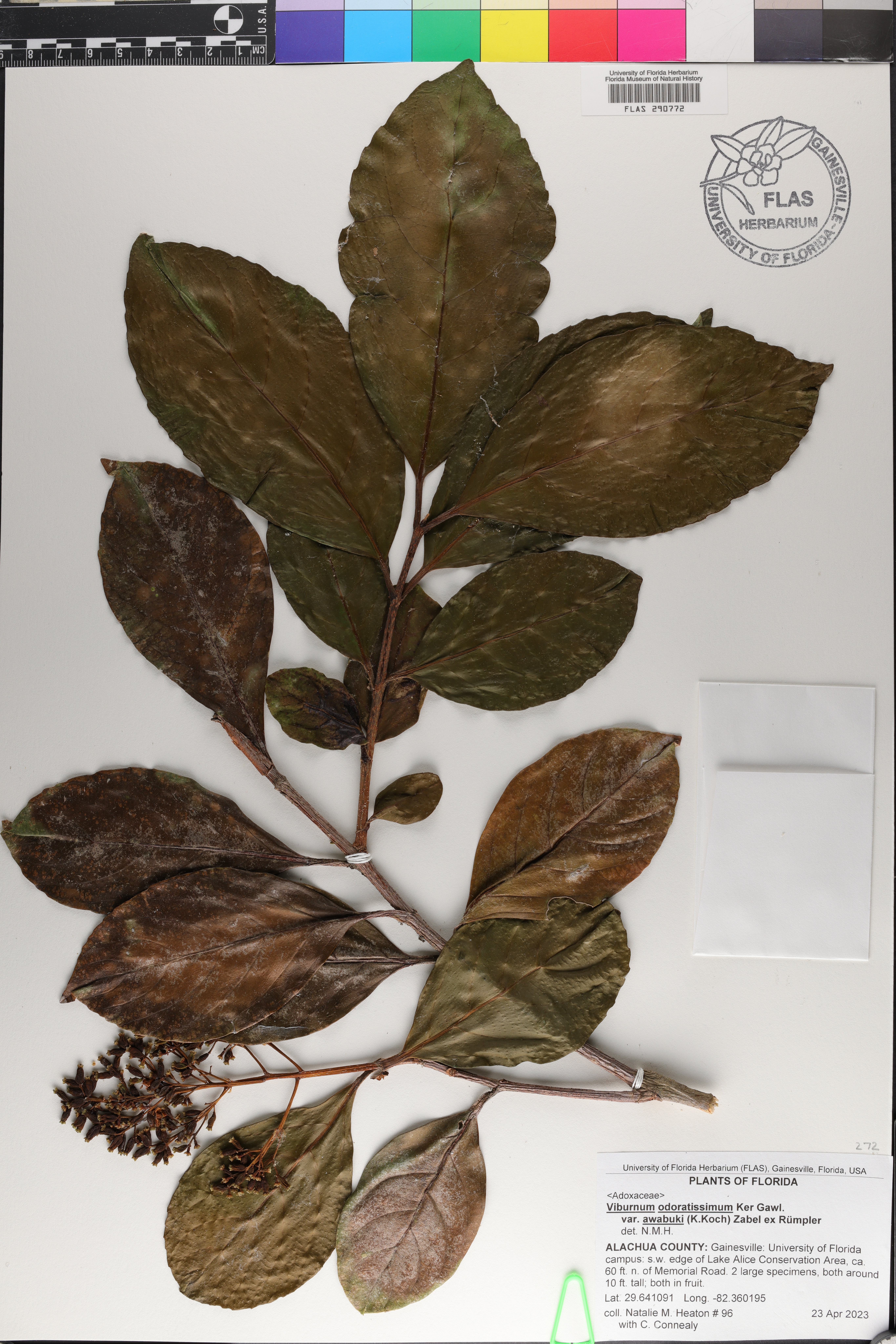 Viburnum odoratissimum image