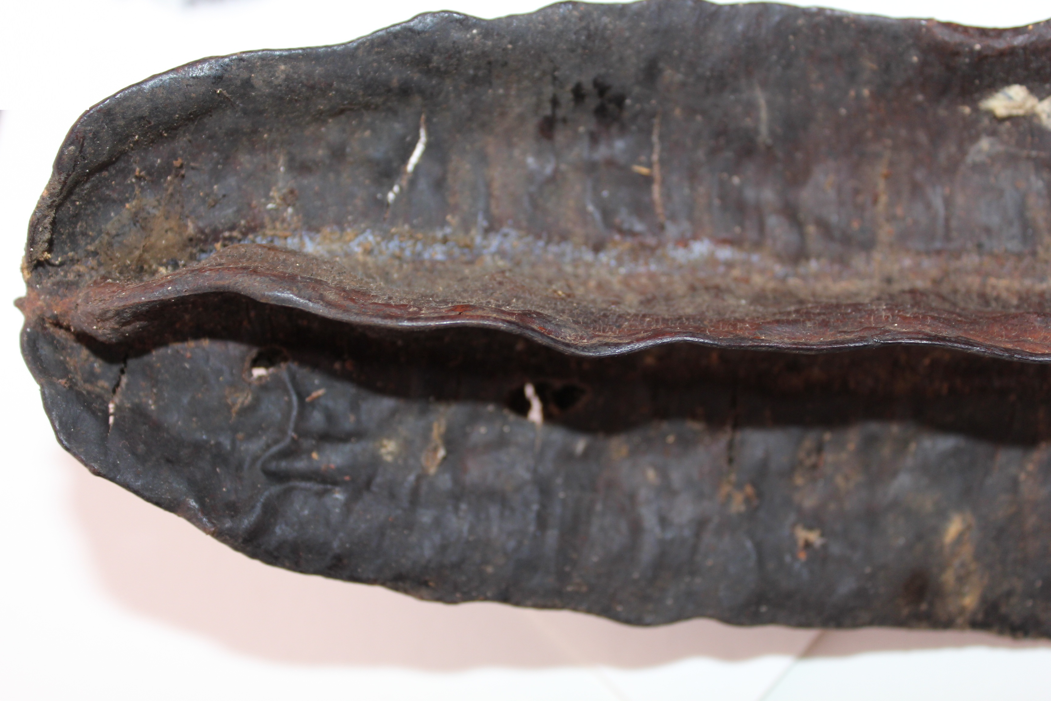 Tetrapleura tetraptera image