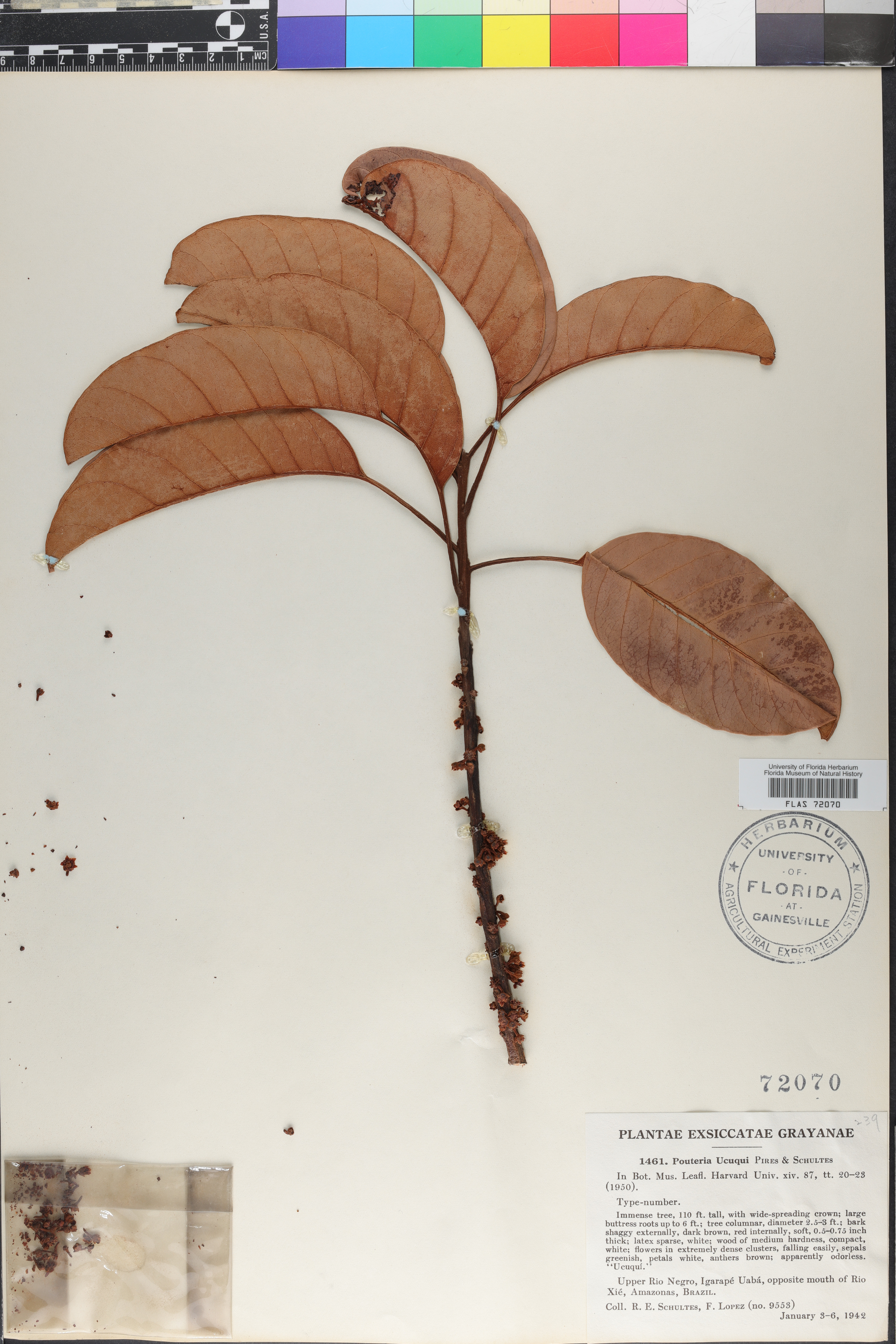 Pouteria ucuqui image