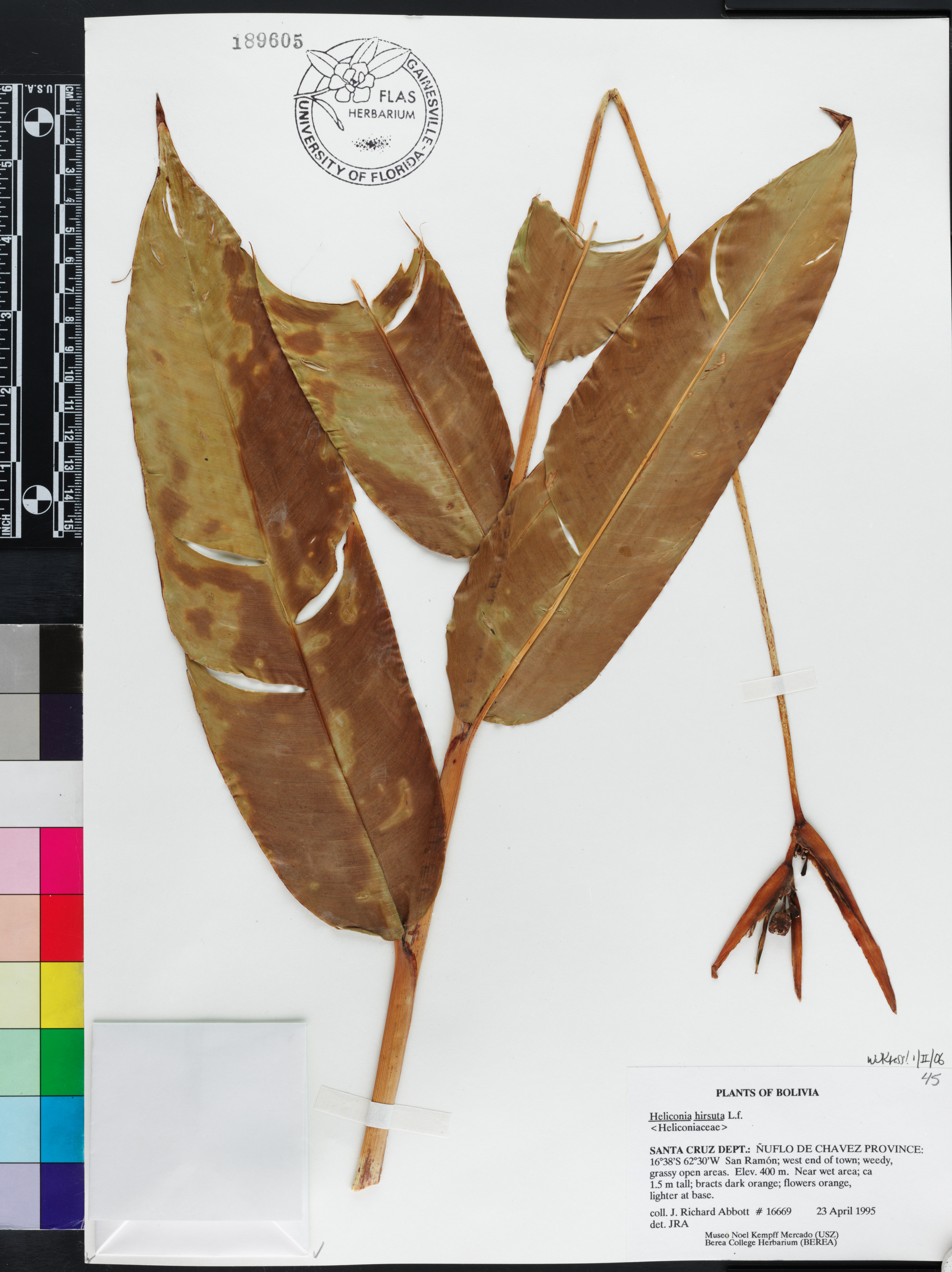 Heliconia hirsuta image