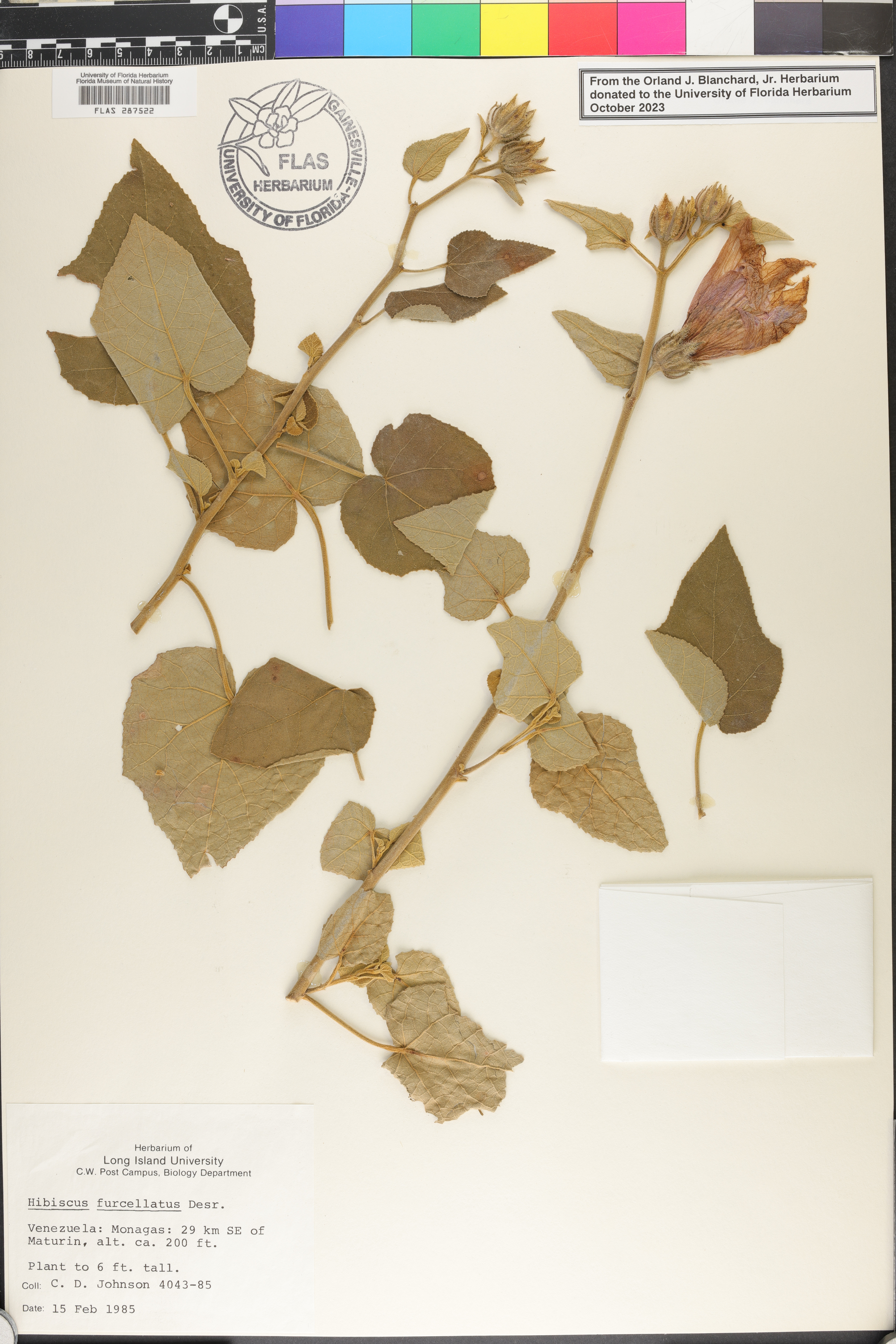Hibiscus furcellatus image