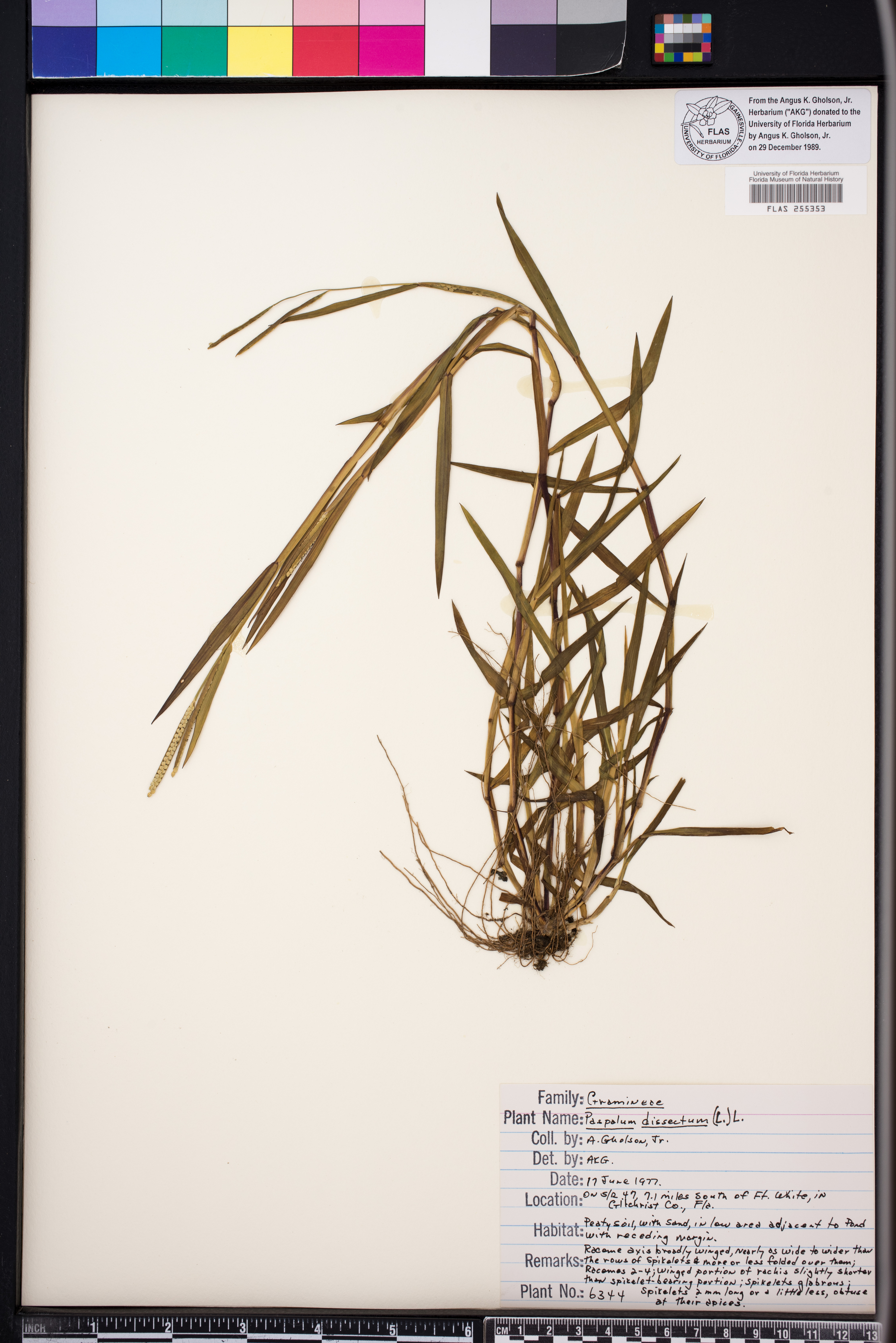 Paspalum dissectum image