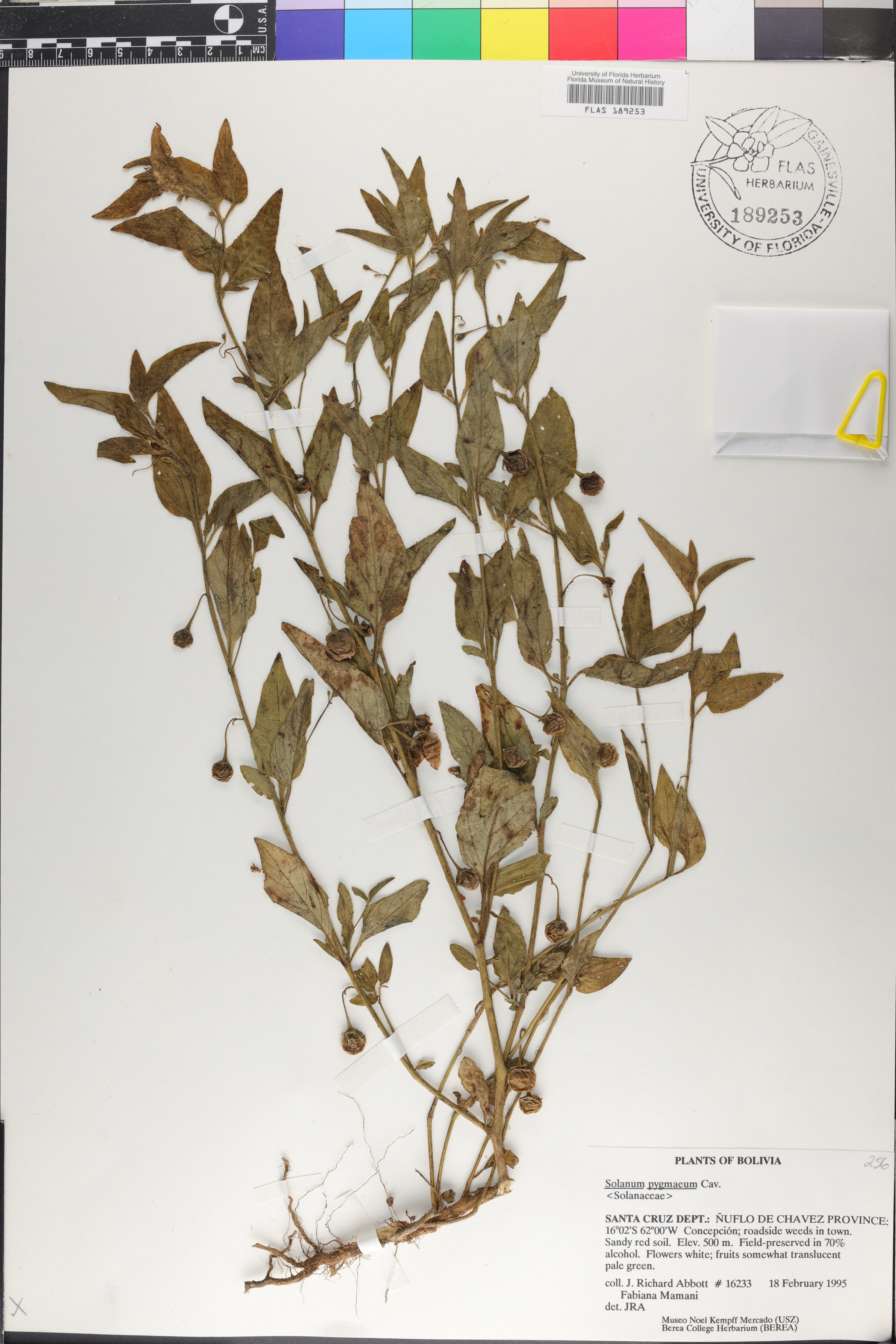 Solanum turneroides image