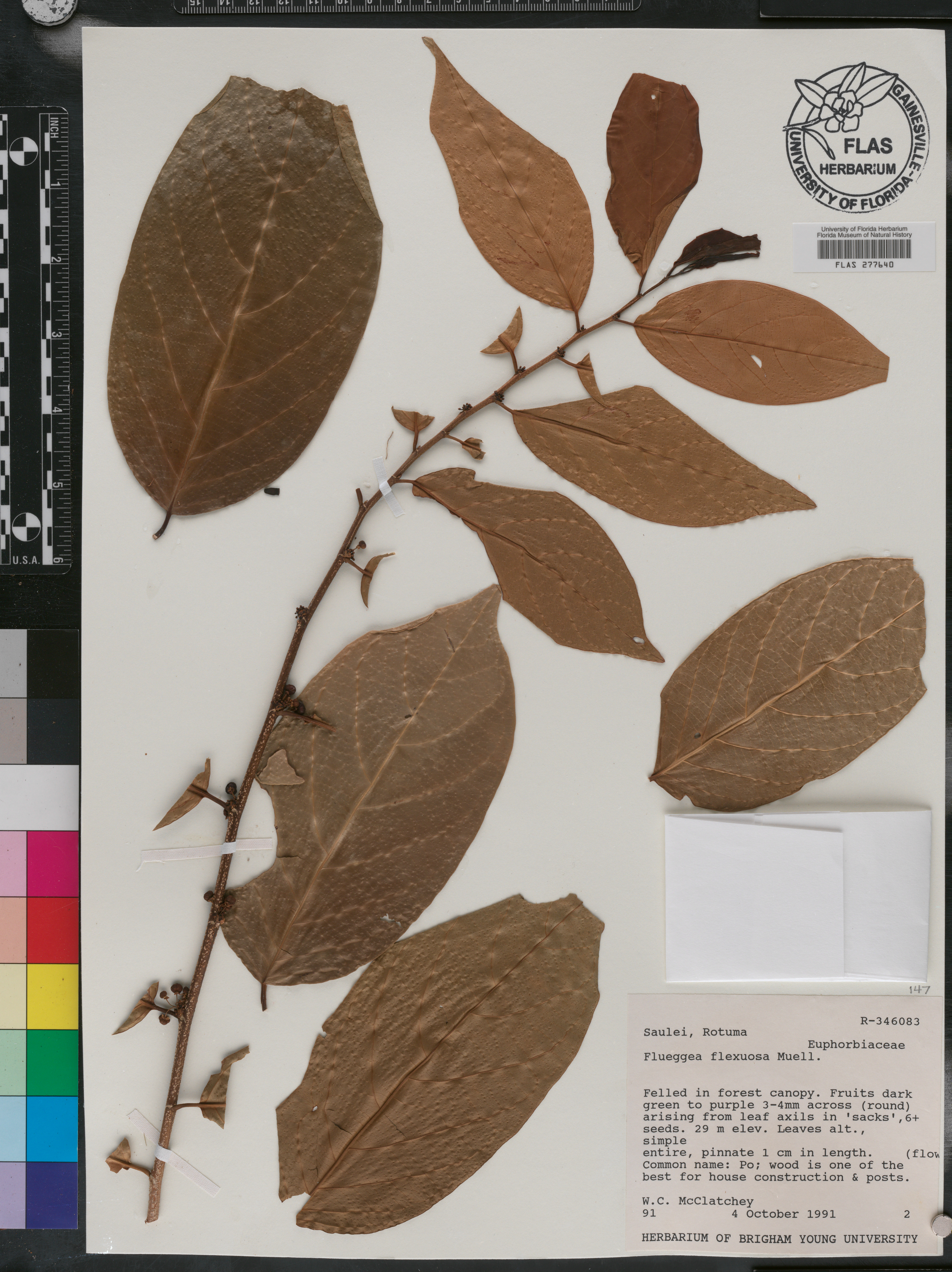 Flueggea flexuosa image