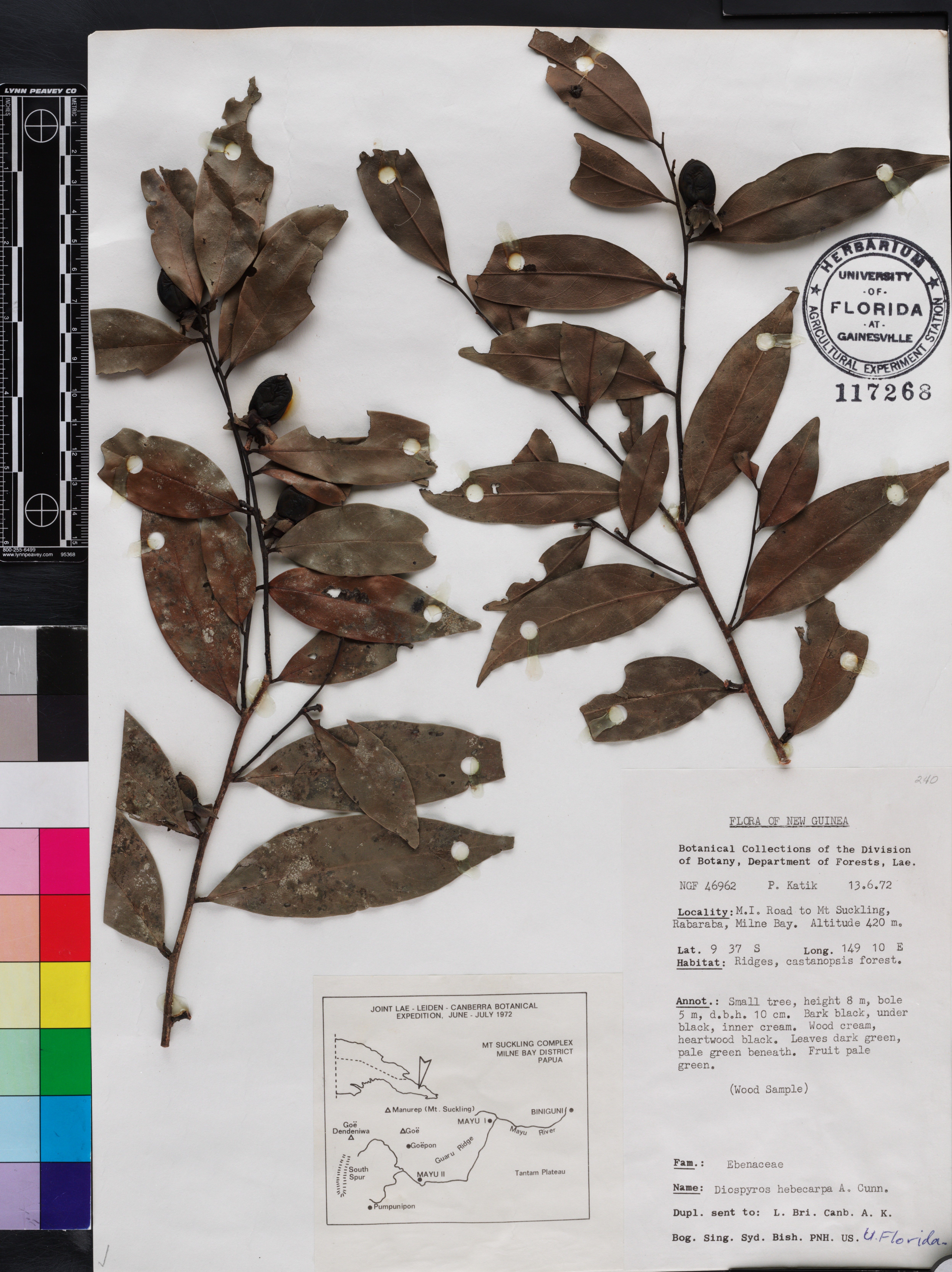 Diospyros hebecarpa image