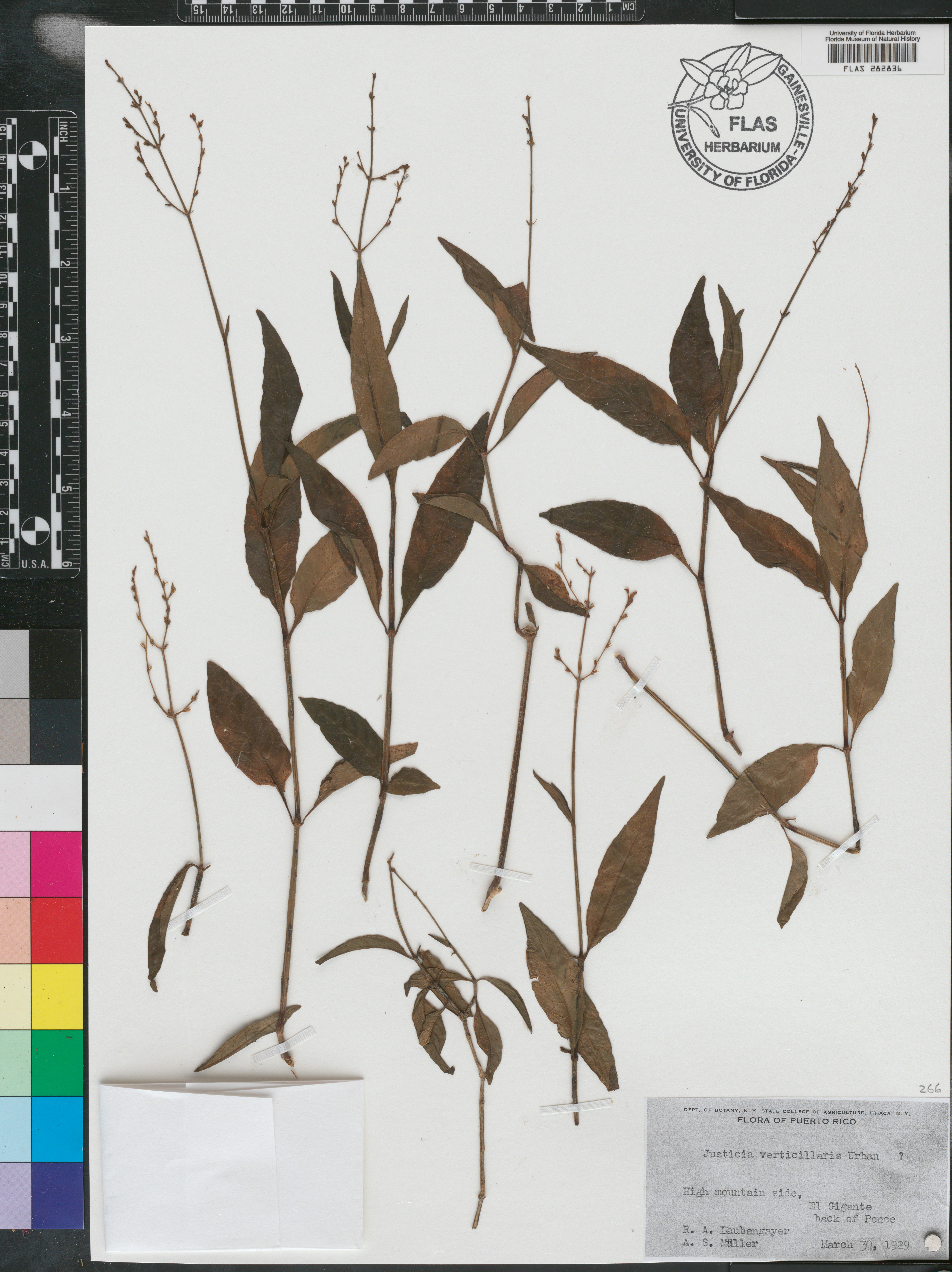 Justicia verticillaris image