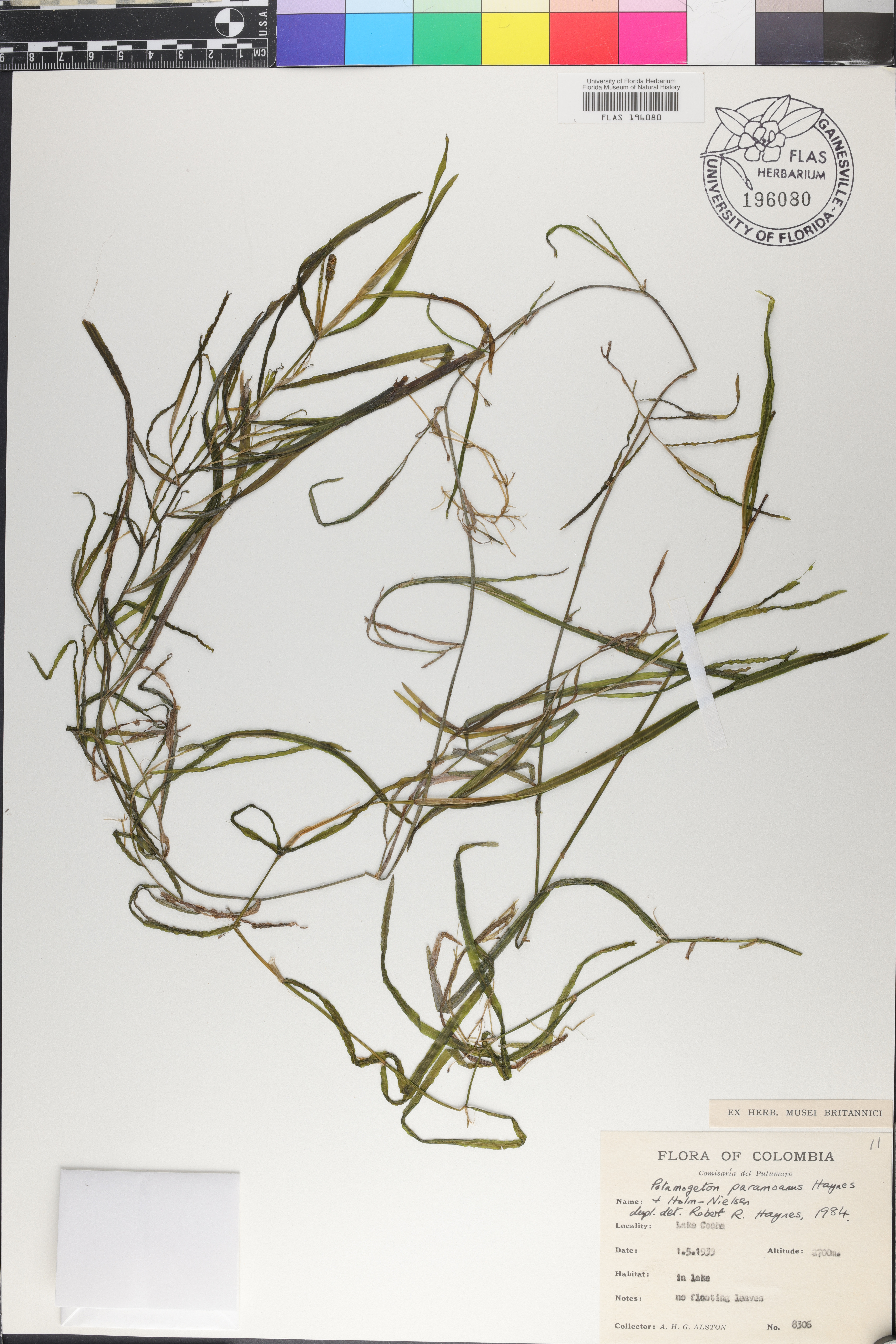 Potamogeton paramoanus image