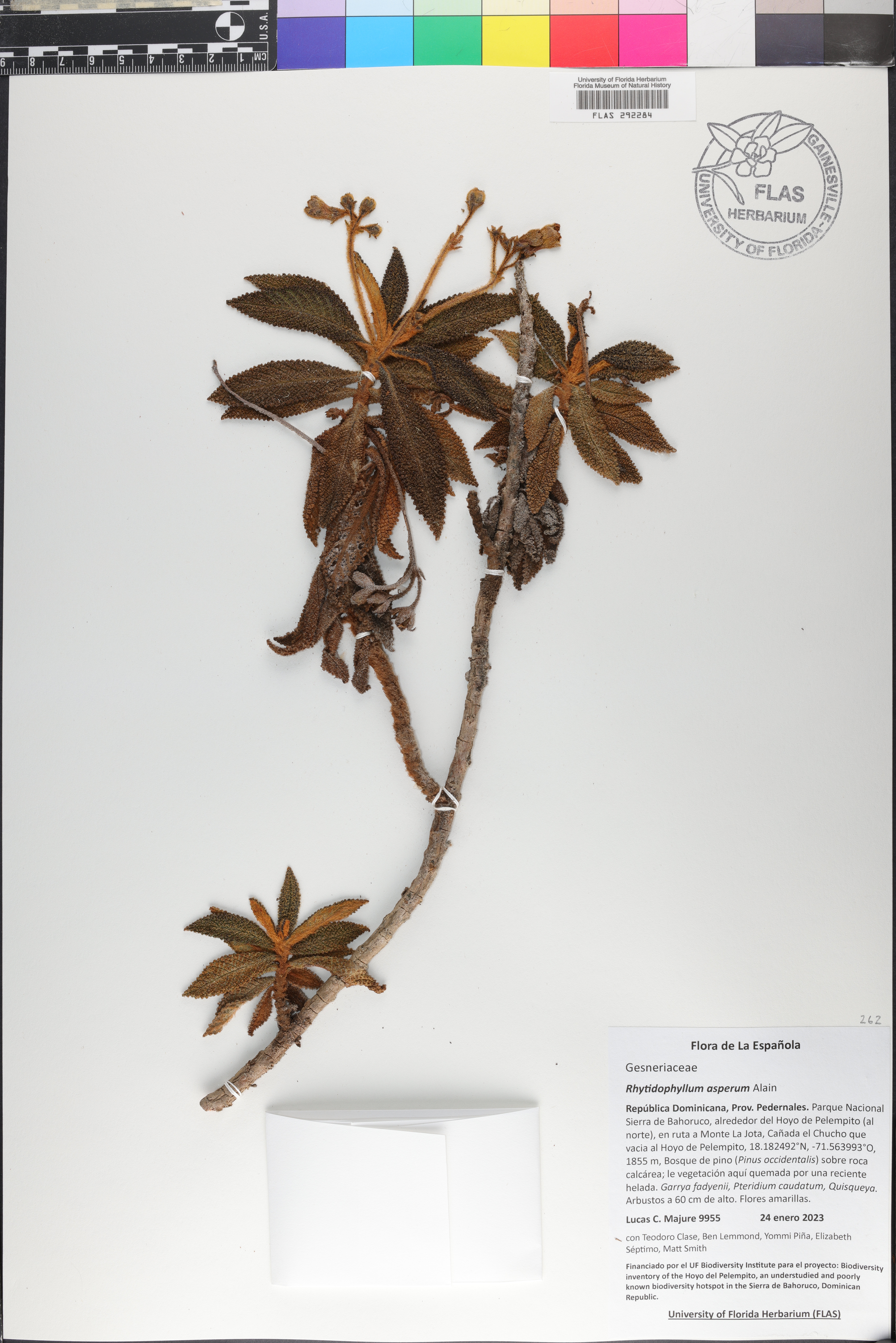 Rhytidophyllum asperum image
