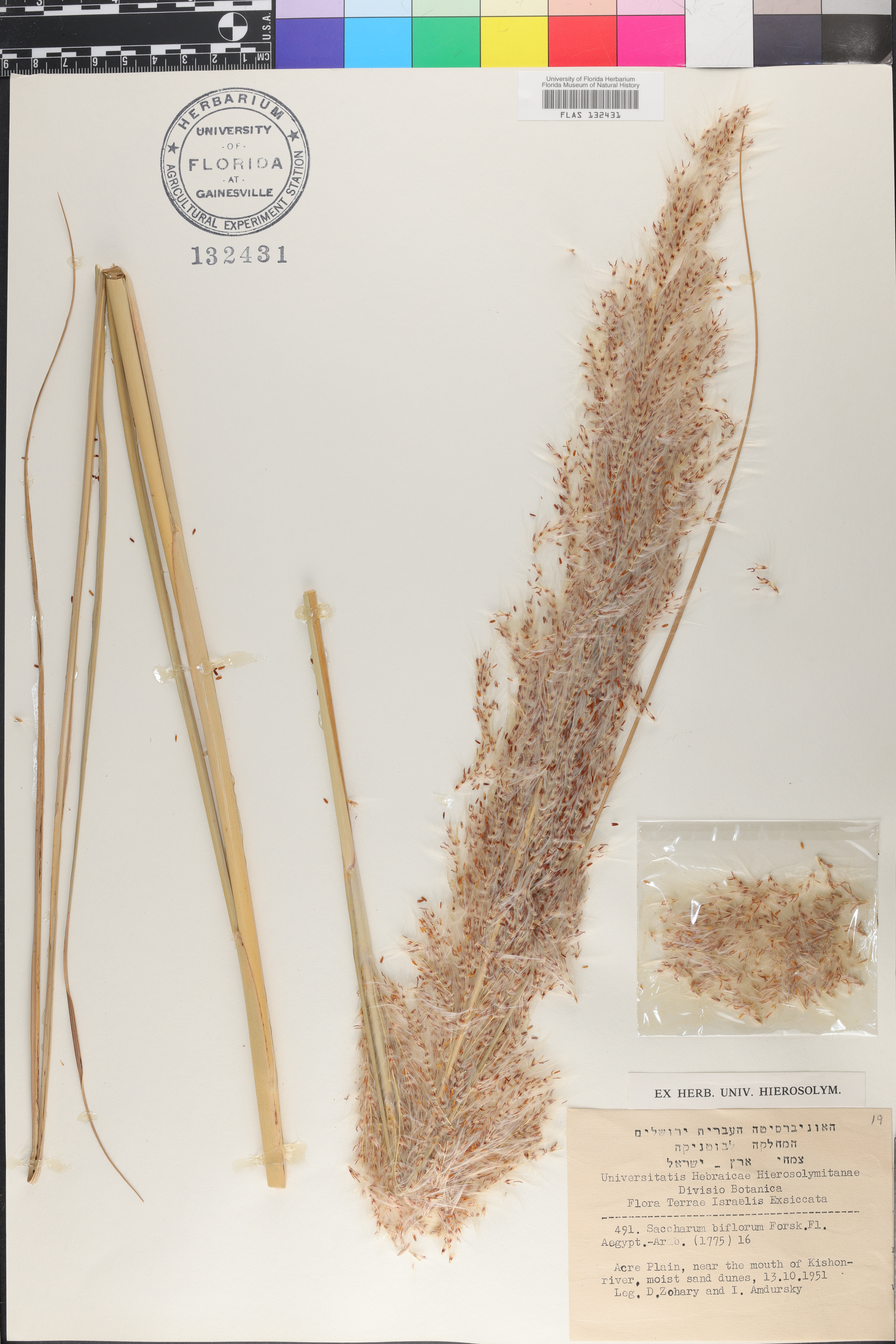 Saccharum biflorum image