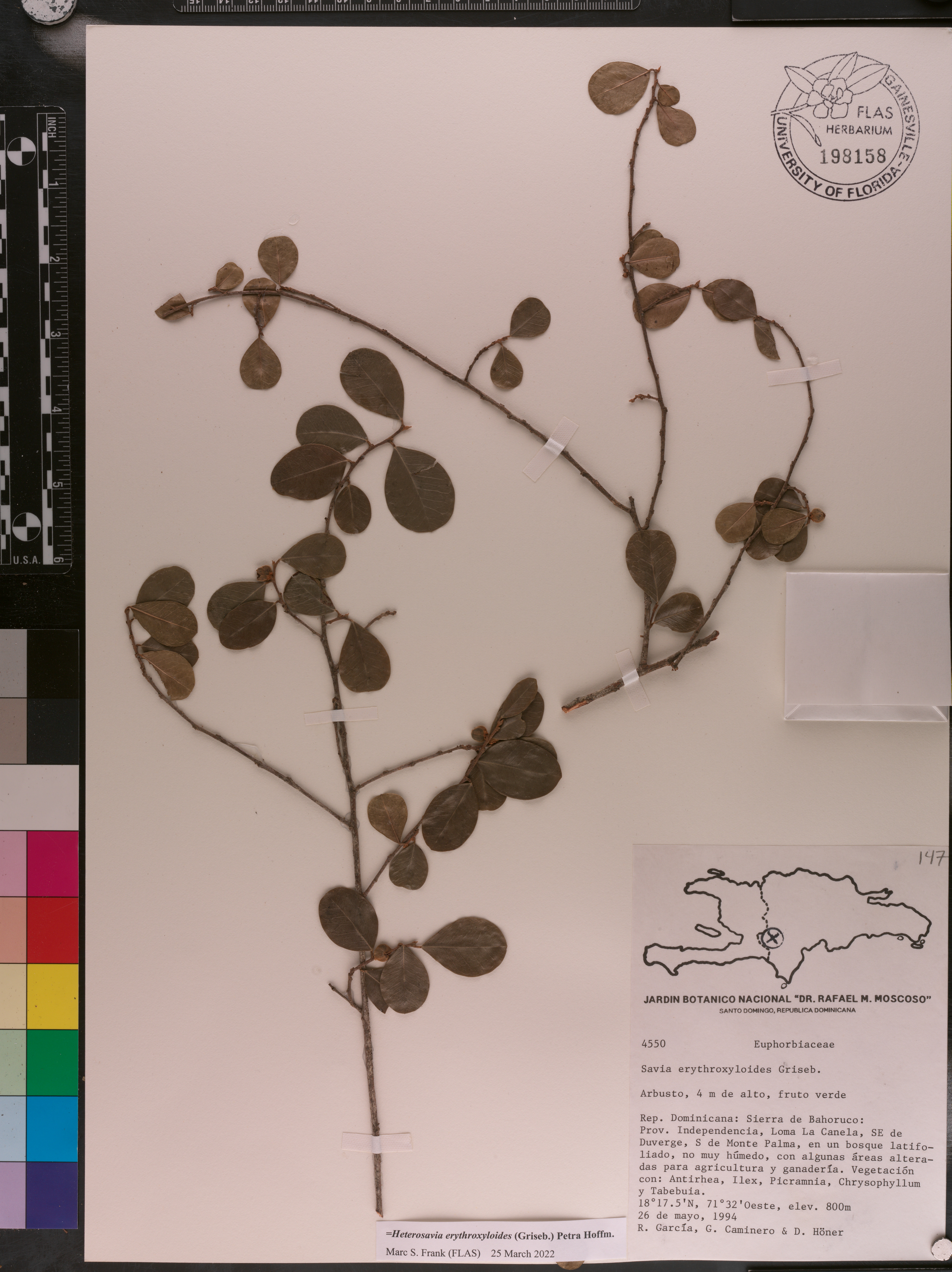 Heterosavia erythroxyloides image