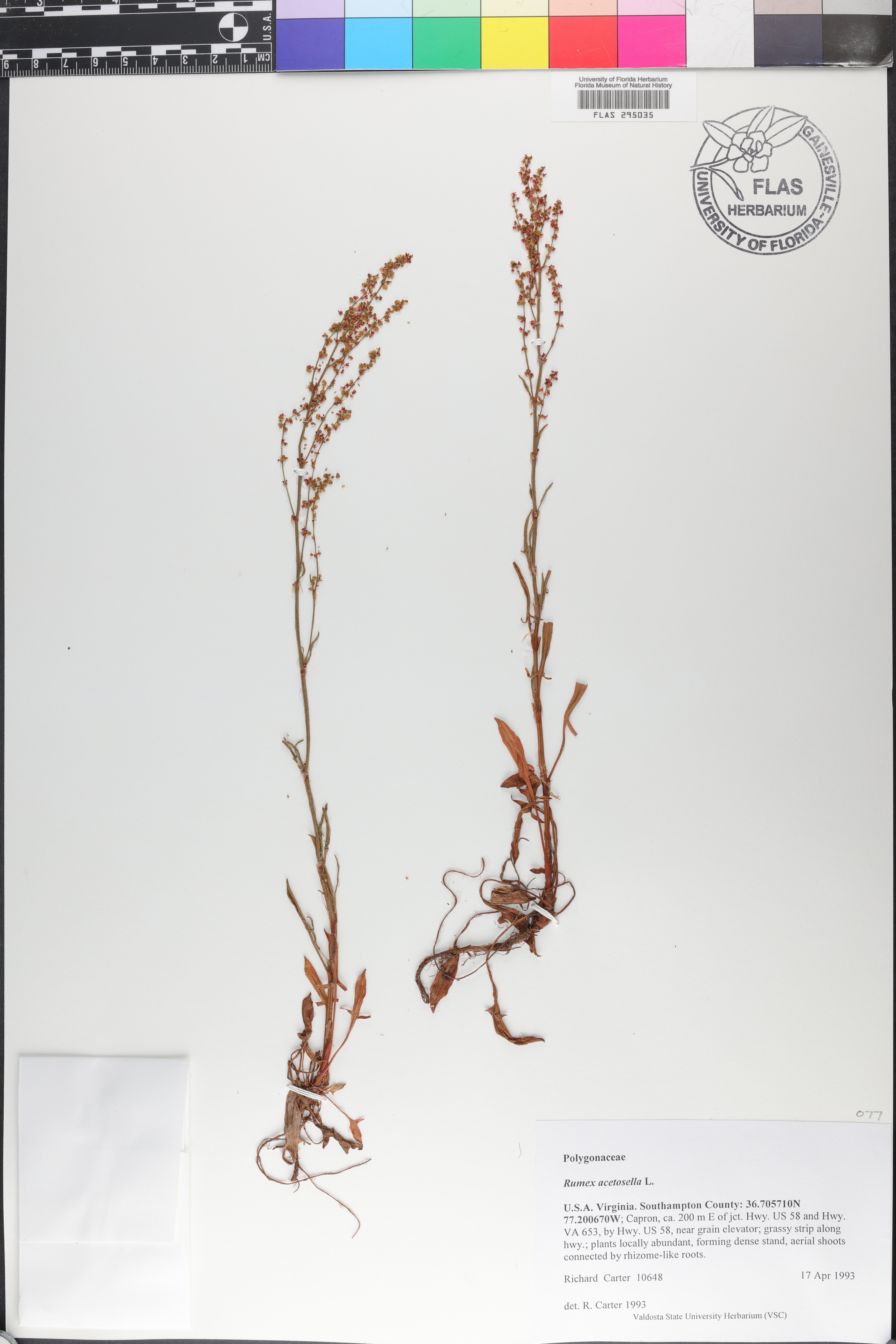 Rumex acetosa image