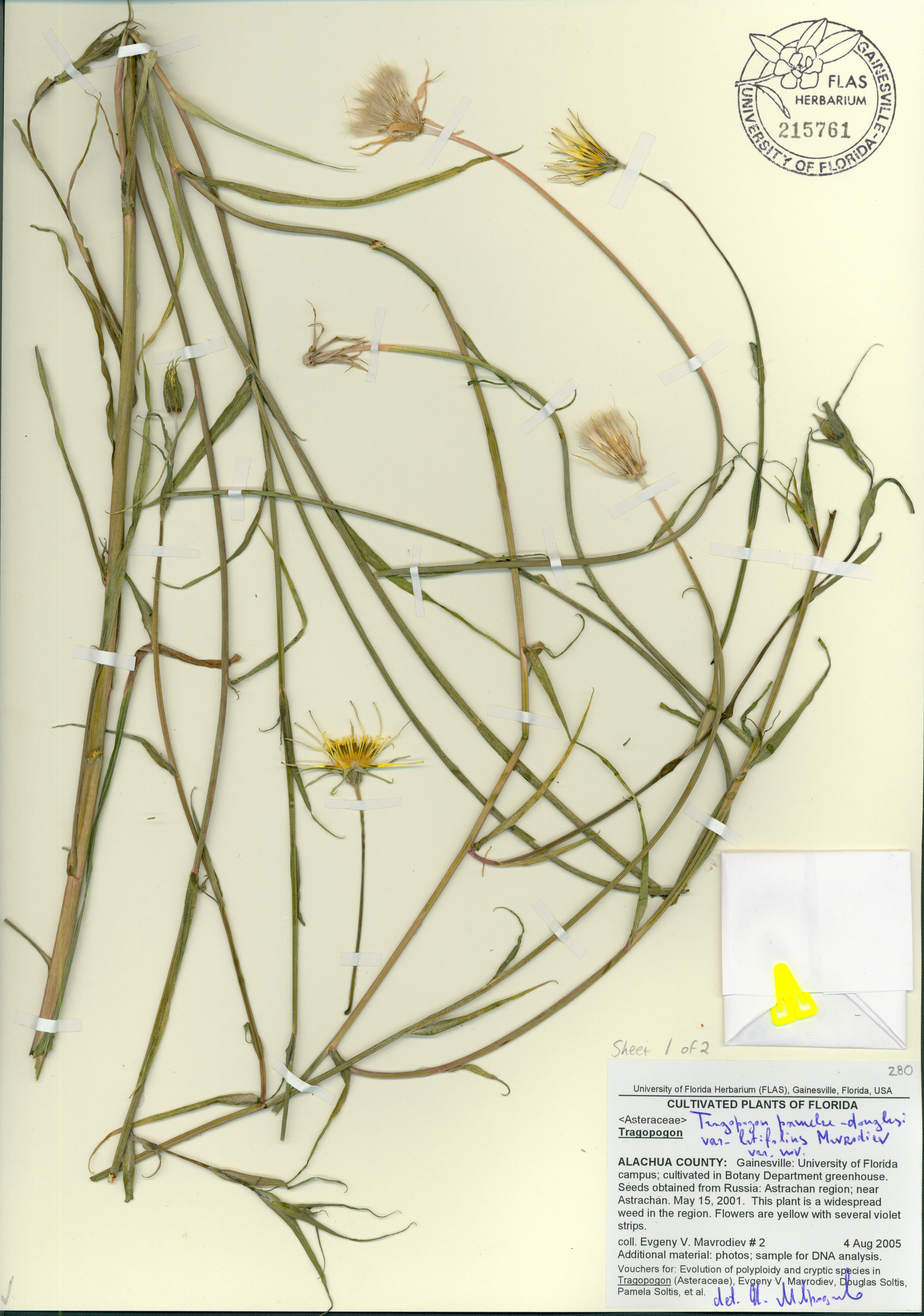 Tragopogon soltisiorum image