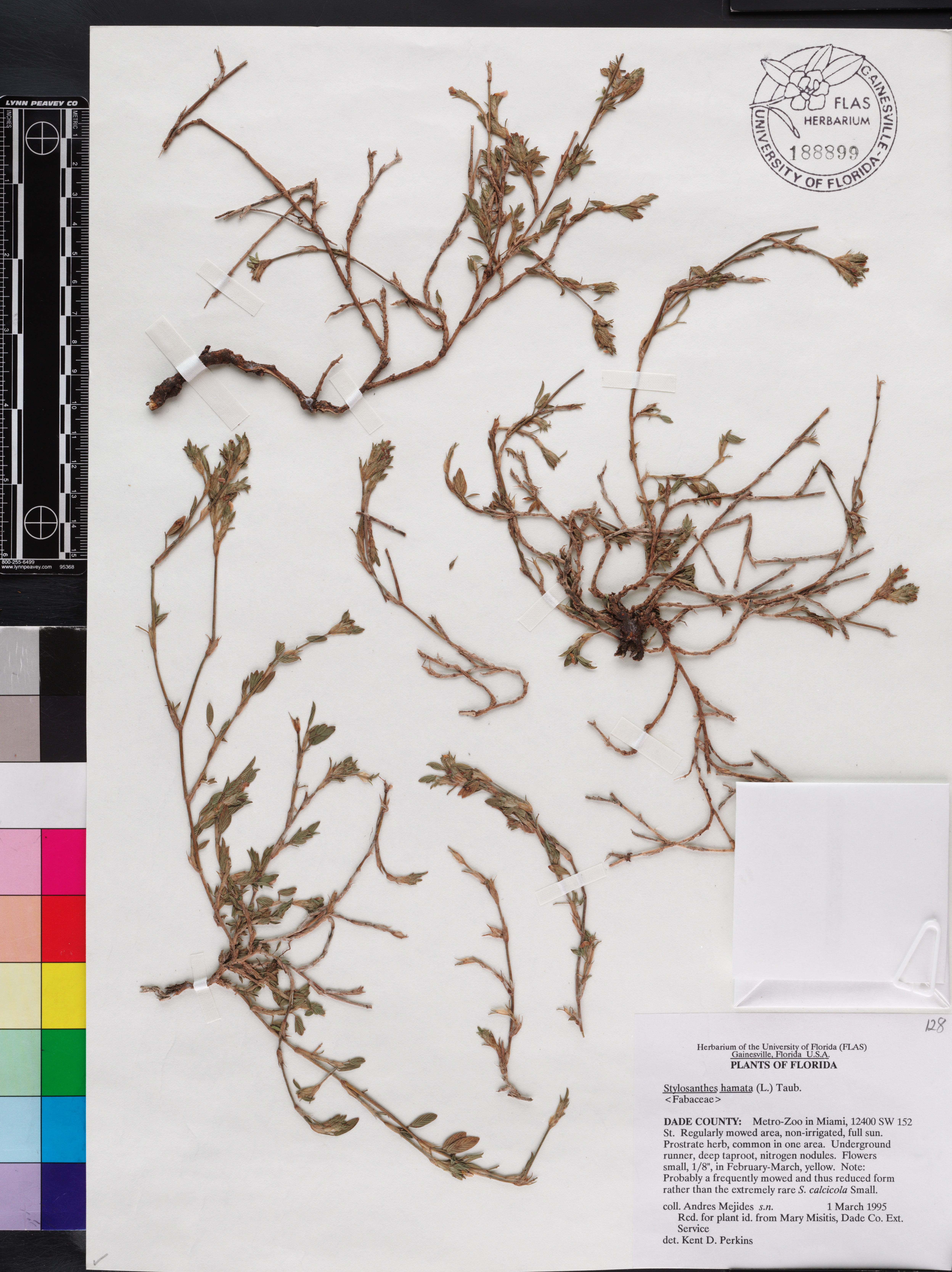 Stylosanthes hamata image