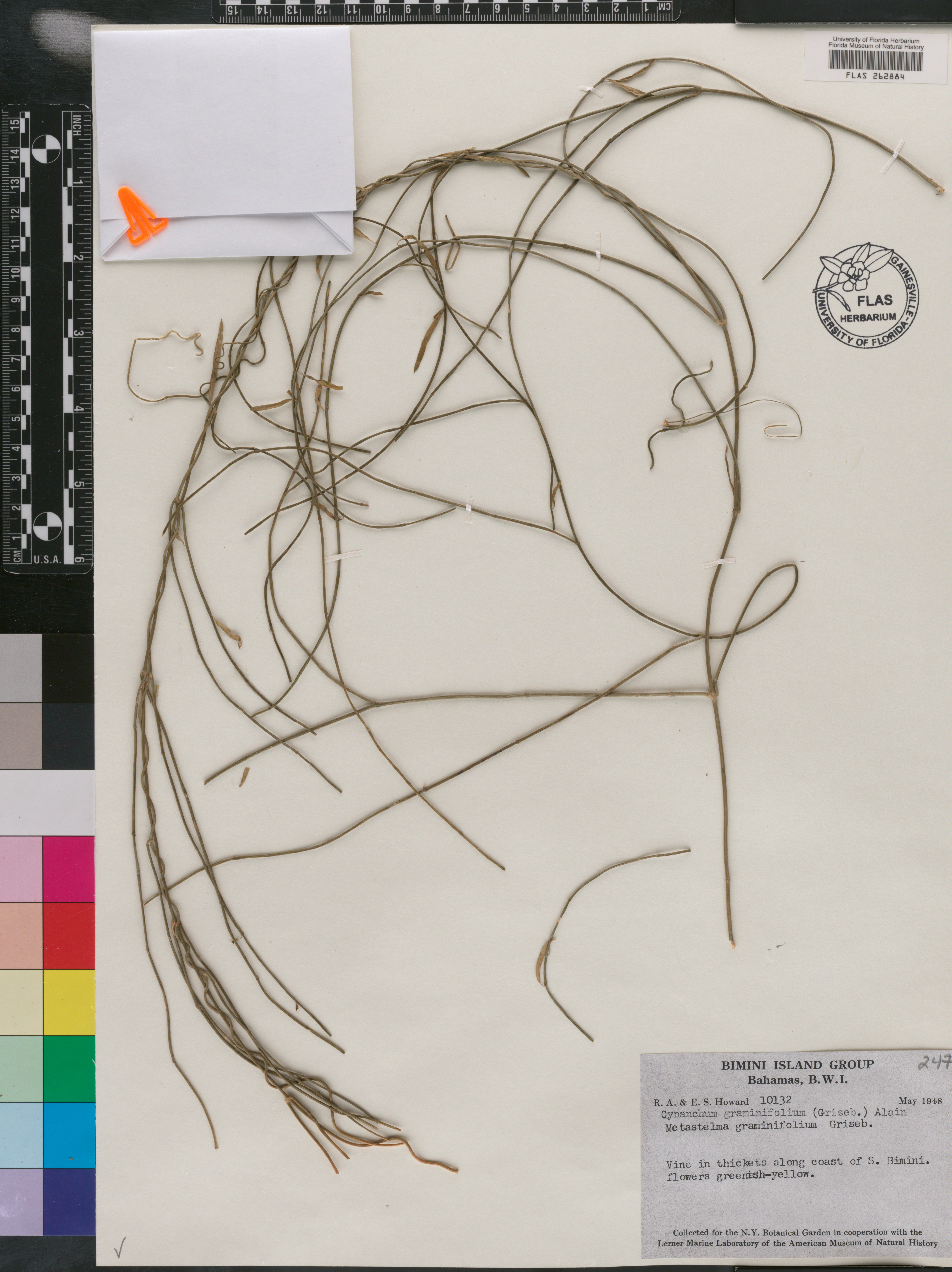 Metastelma bonplandianum image