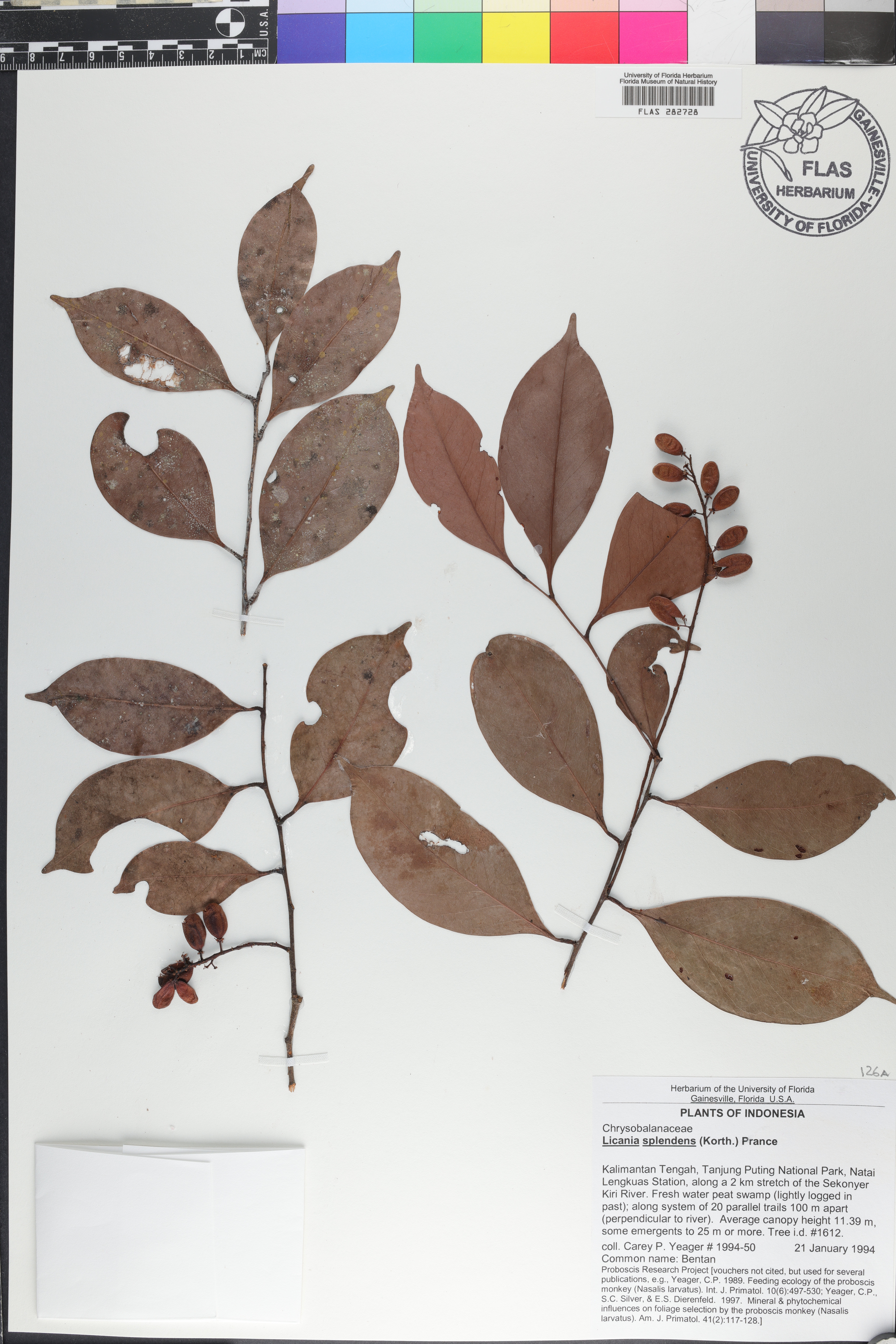Angelesia splendens image