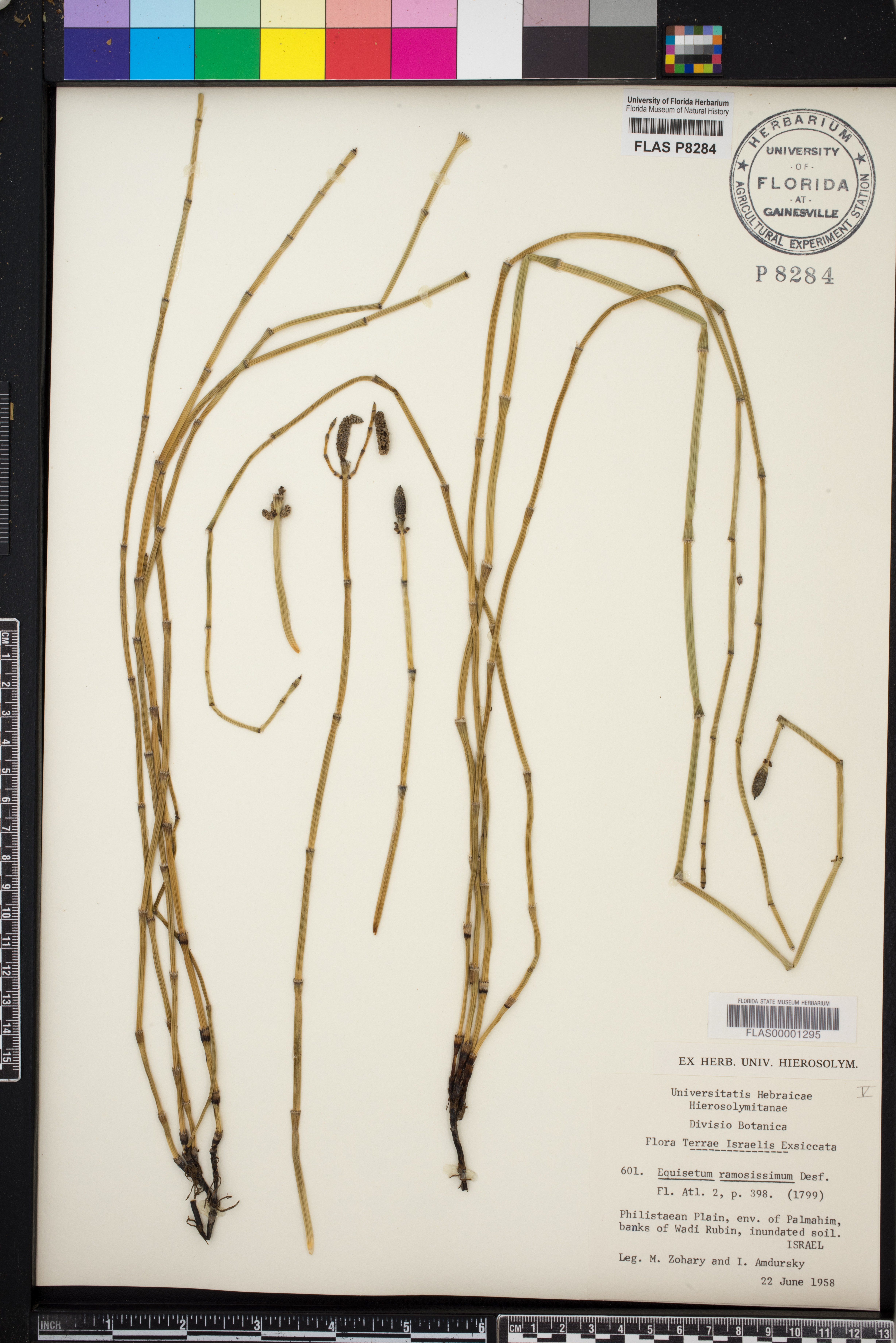 Equisetum ramosissimum image