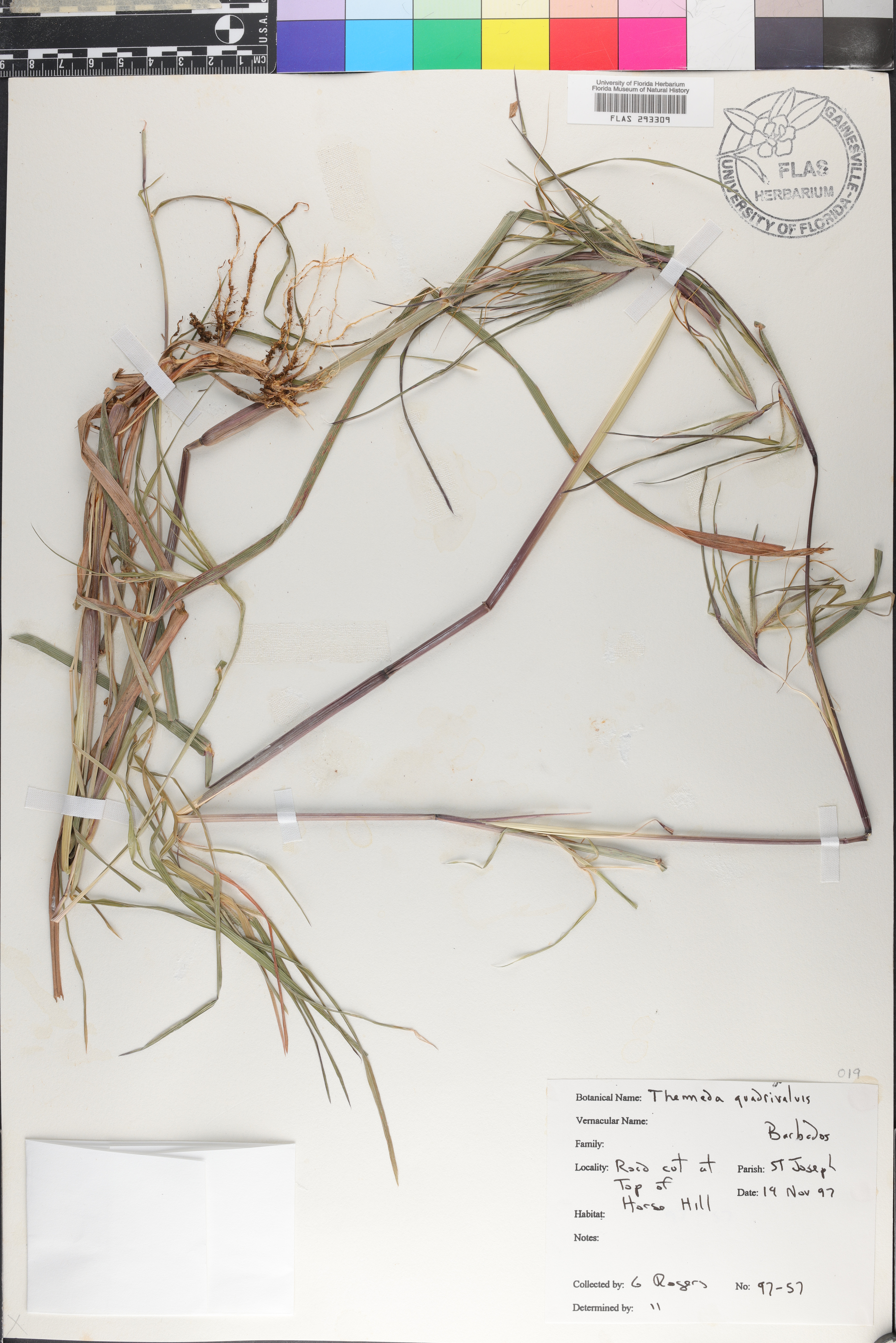 Themeda quadrivalvis image