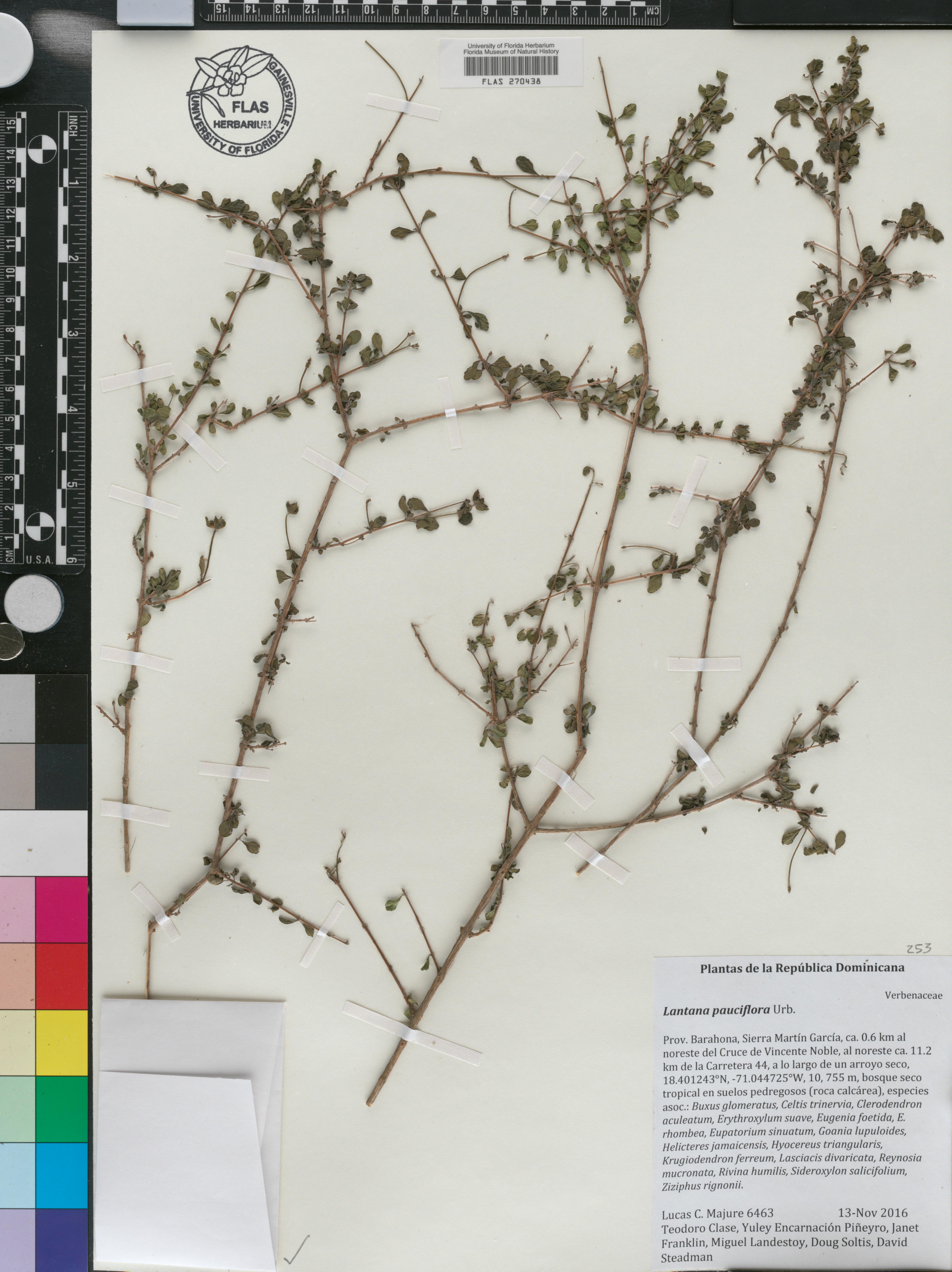 Lantana pauciflora image