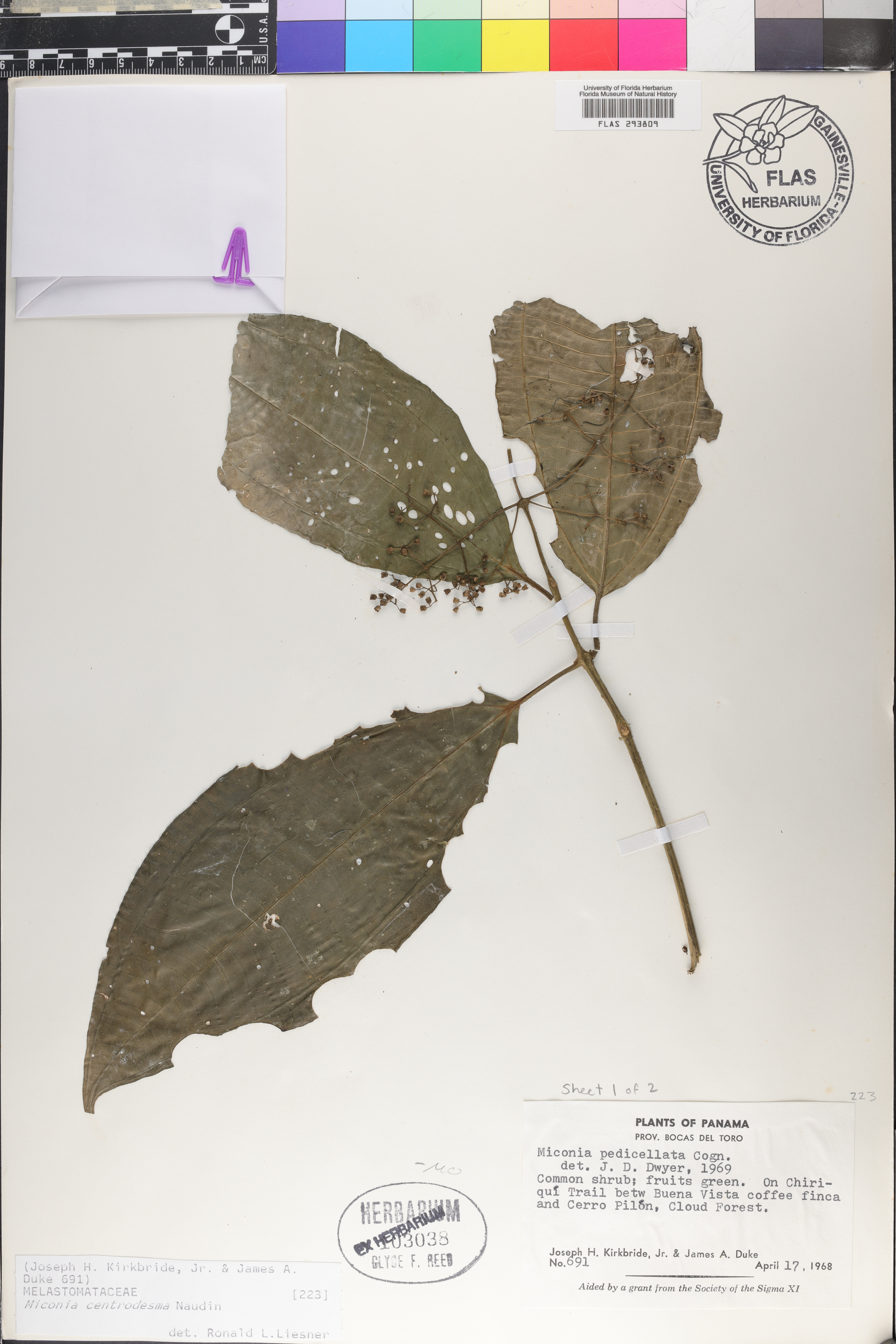 Miconia centrodesma image