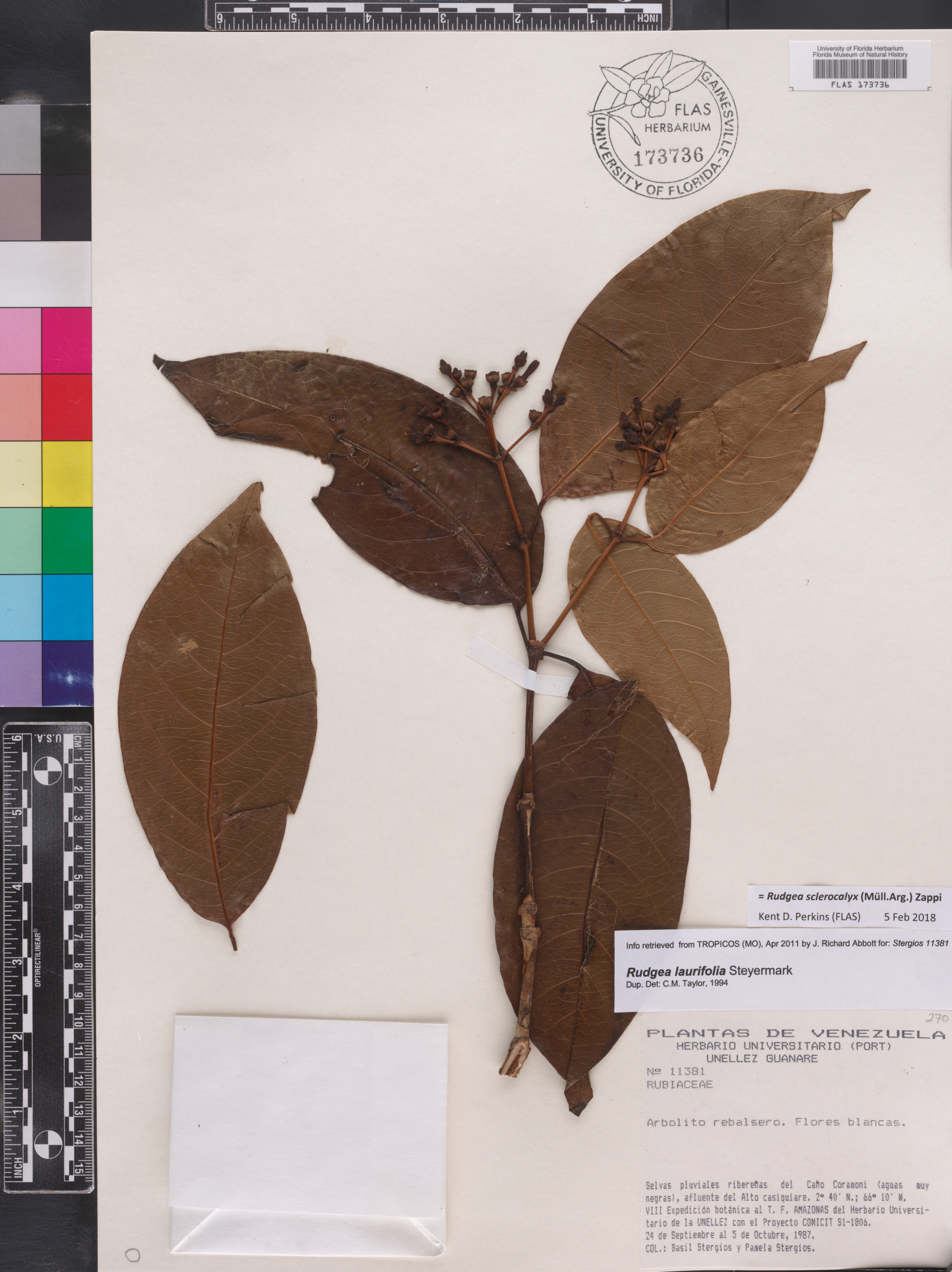 Rudgea sclerocalyx image