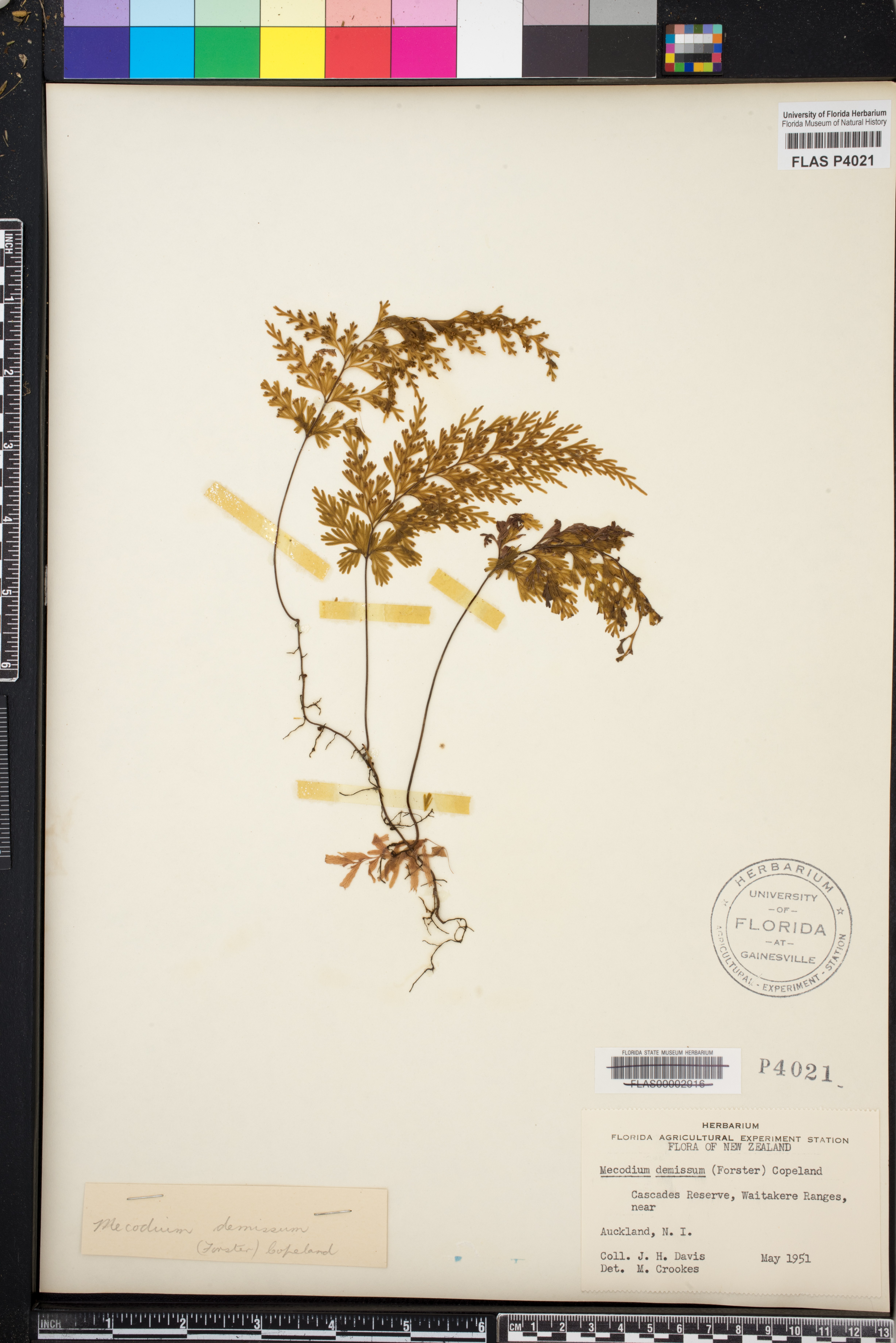Hymenophyllum demissum image