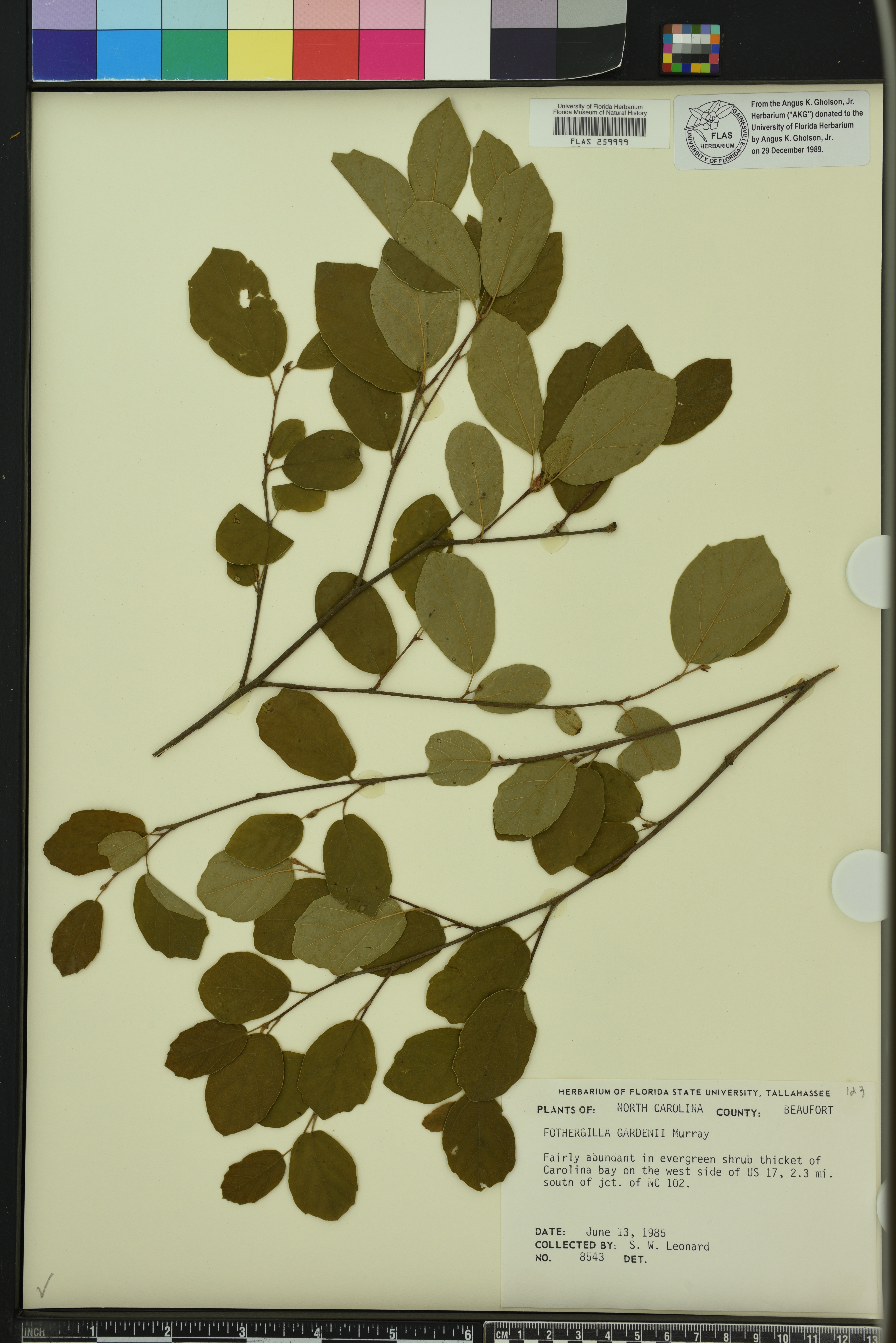 Fothergilla gardenii image