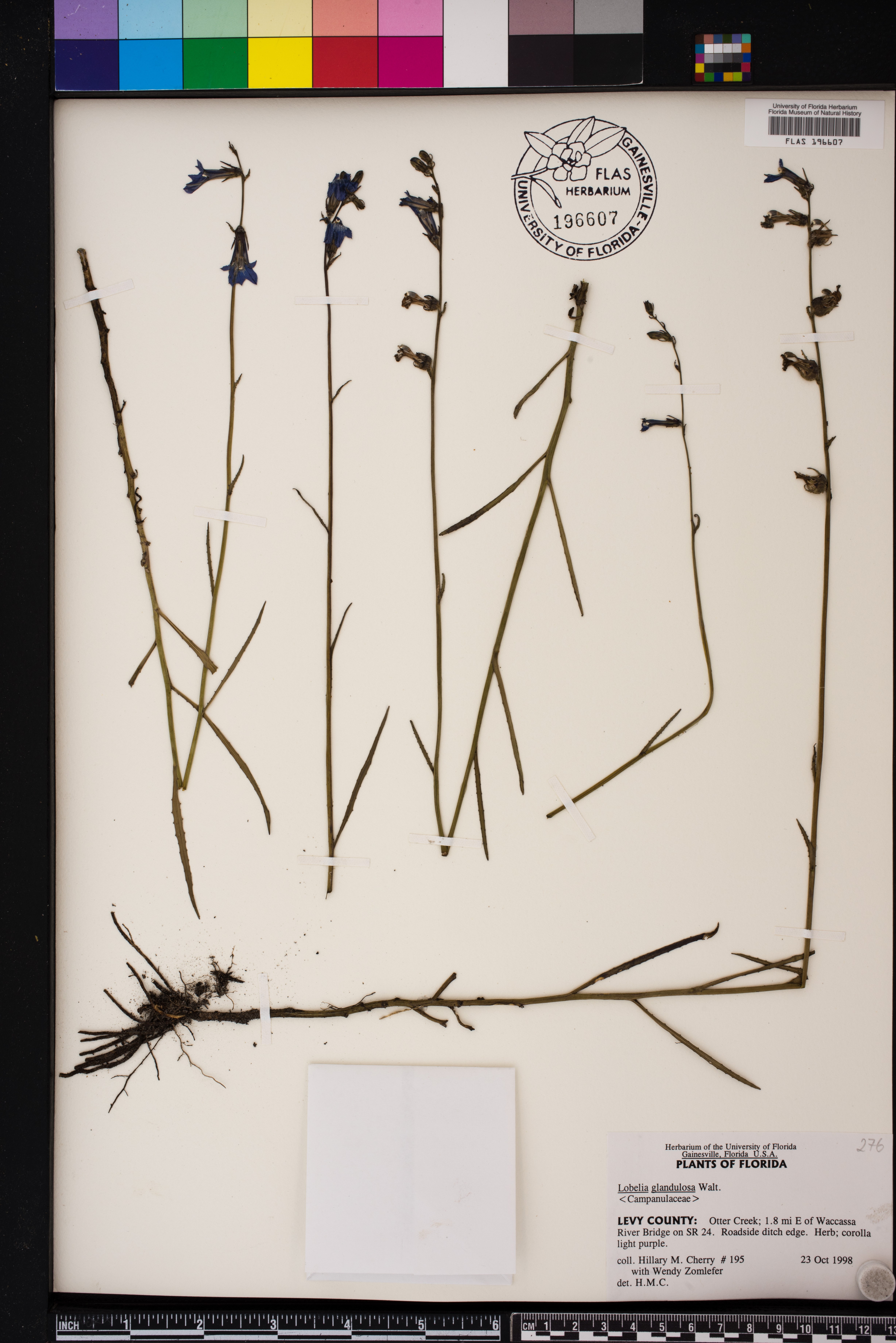 Lobelia glandulosa image
