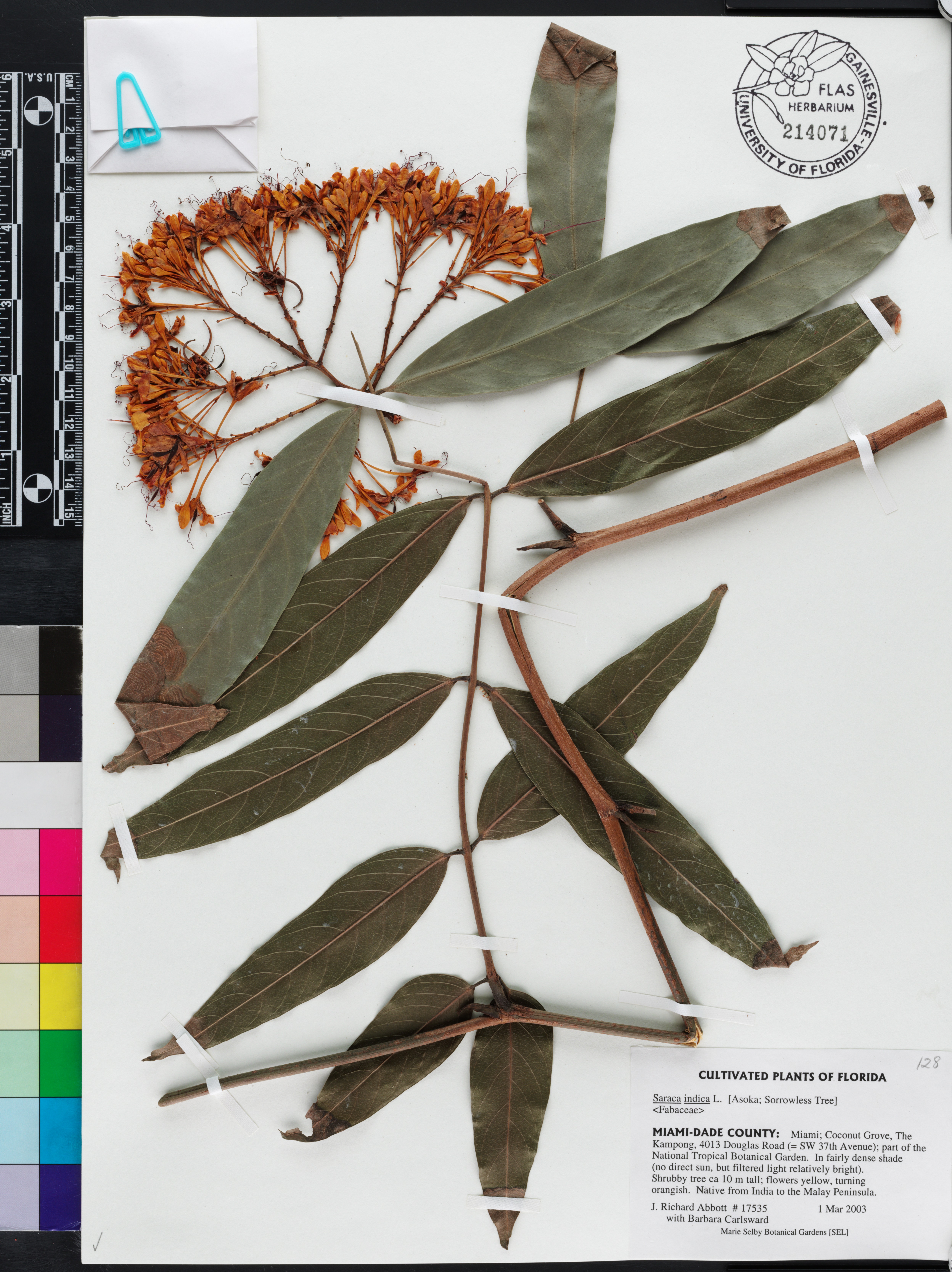 Saraca indica image