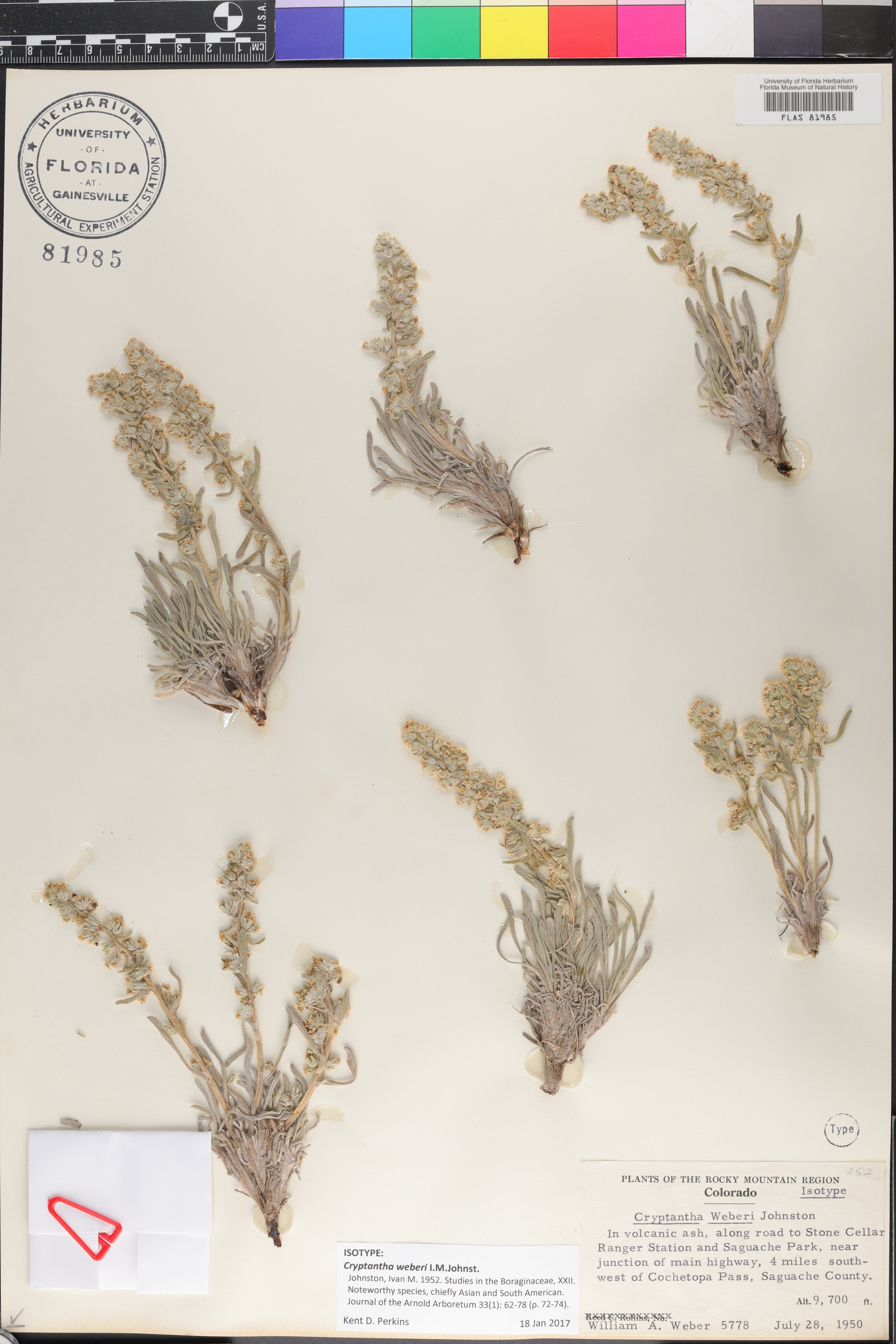 Oreocarya weberi image