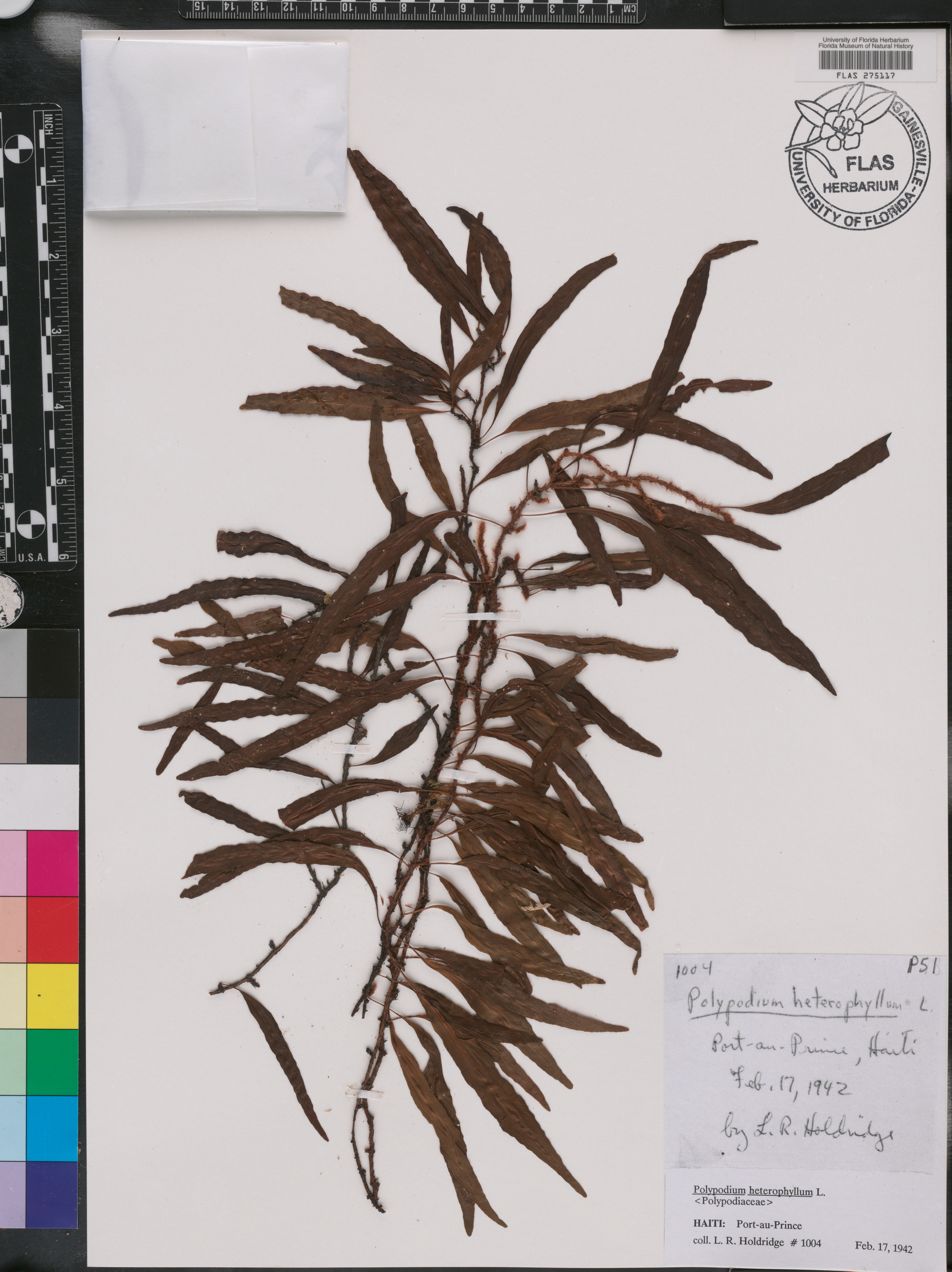 Polypodium heterophyllum image
